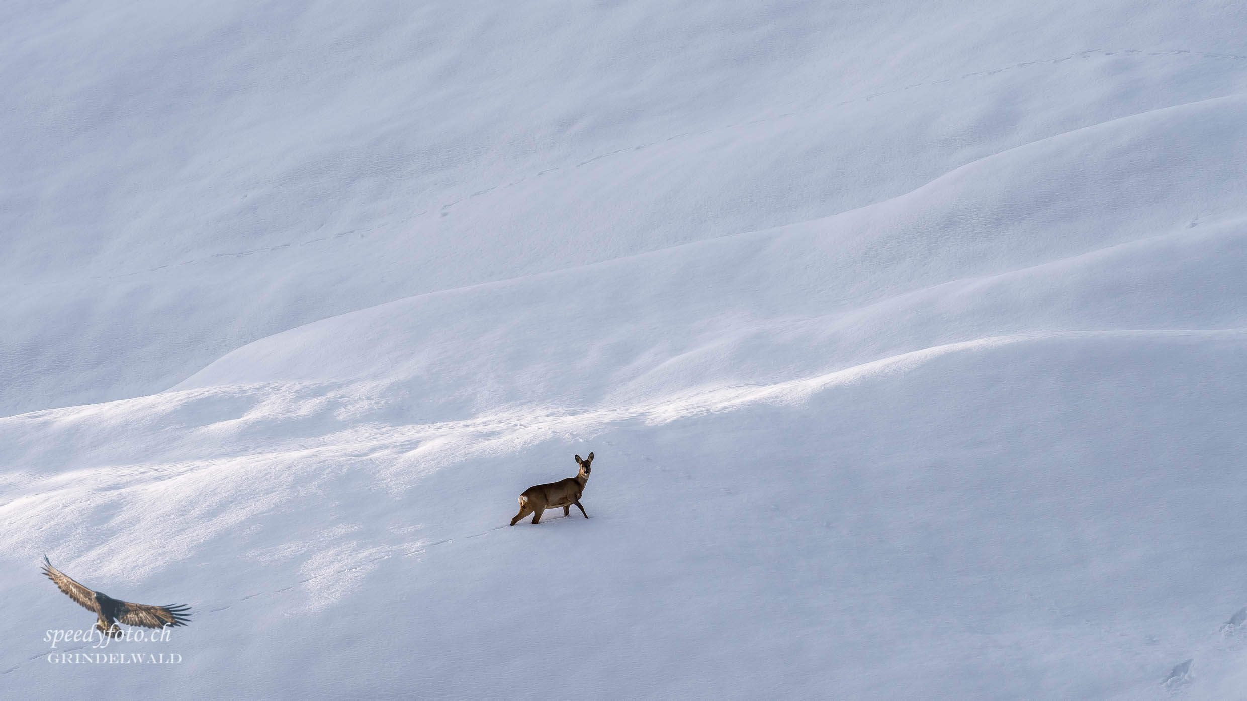 Abendspaziergang im Schnee  Grindelwald Wildlife 