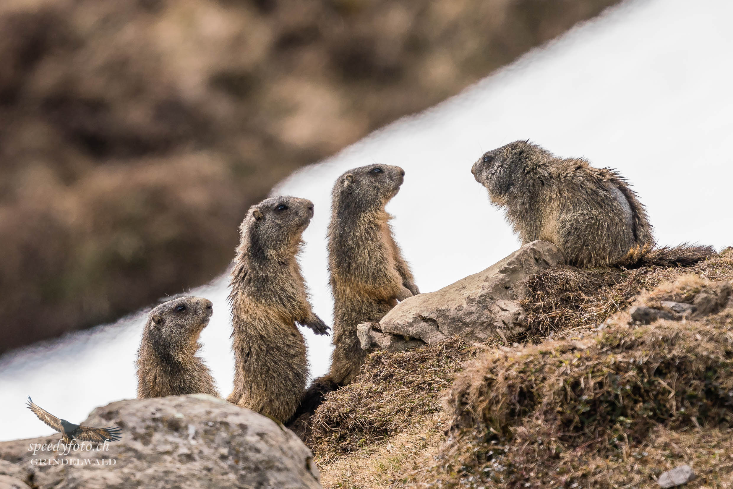 Der Männerchor - Grindelwald Wildlife 