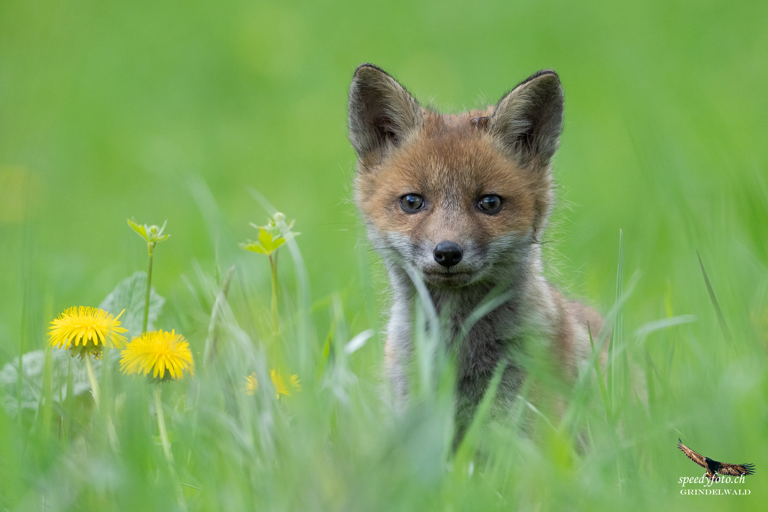Die Neugier siegt - Grindelwald Wildlife 