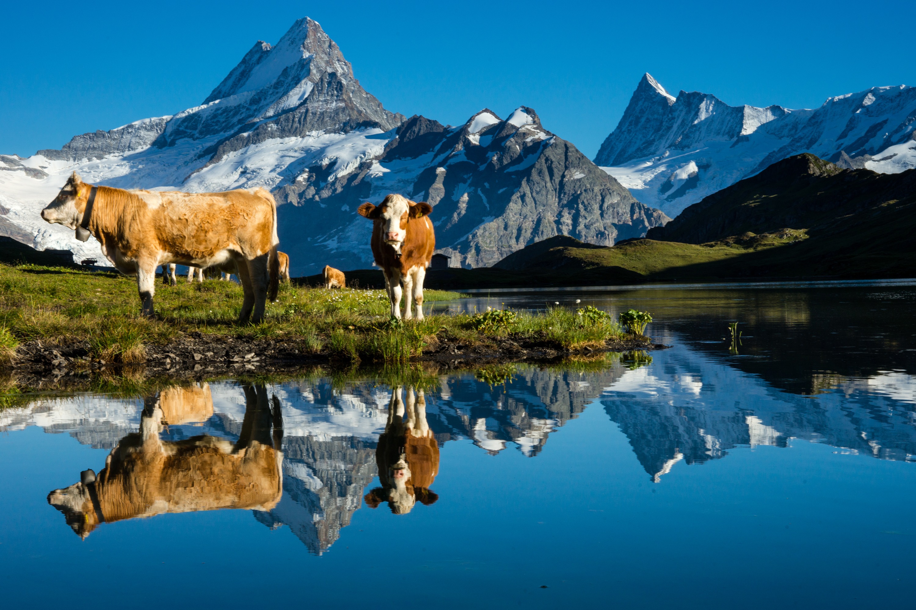 Bachalpsee Reflecion - Grindelwald 