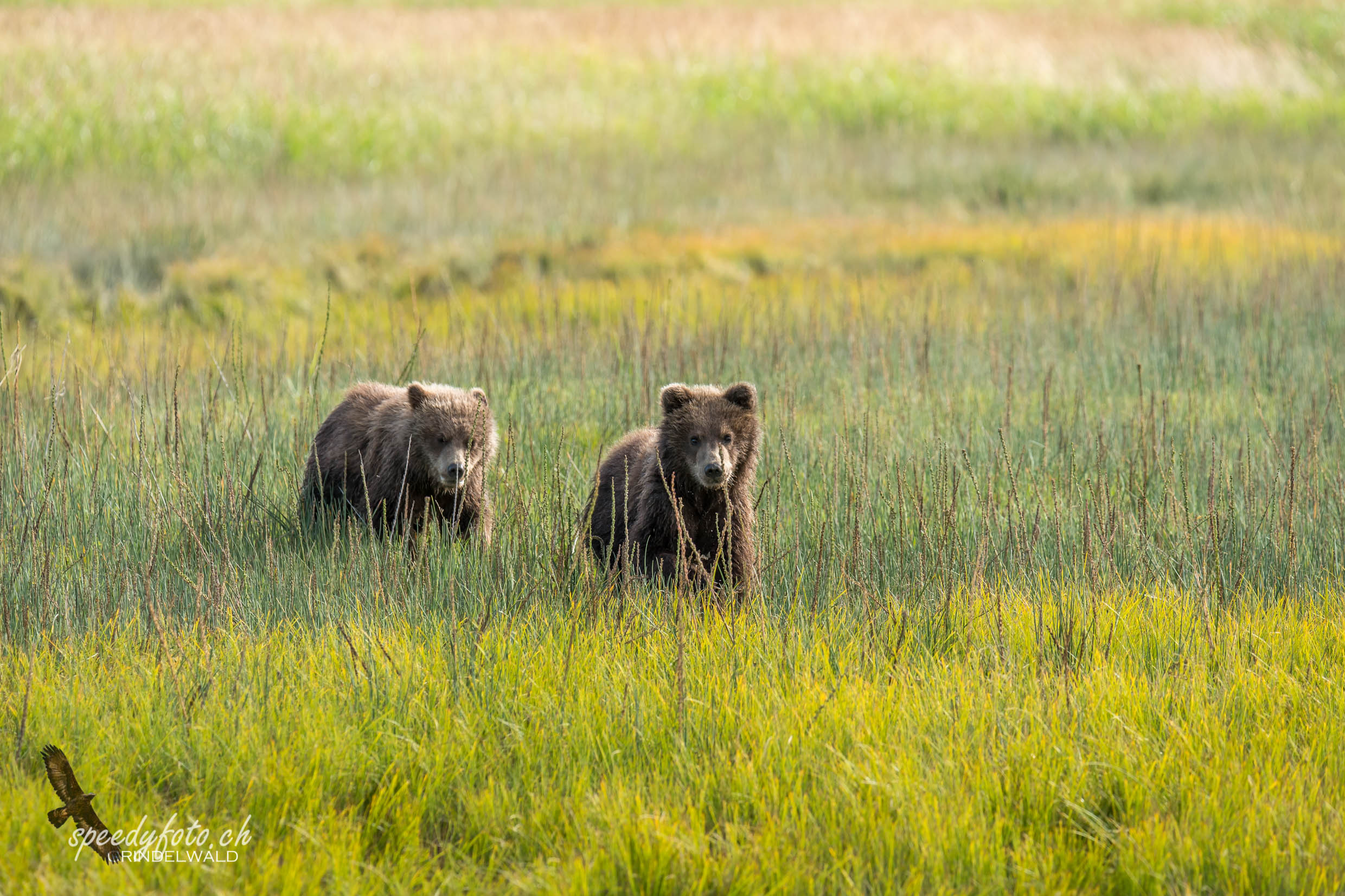 Wild young cubs - Alaska Wildlife 