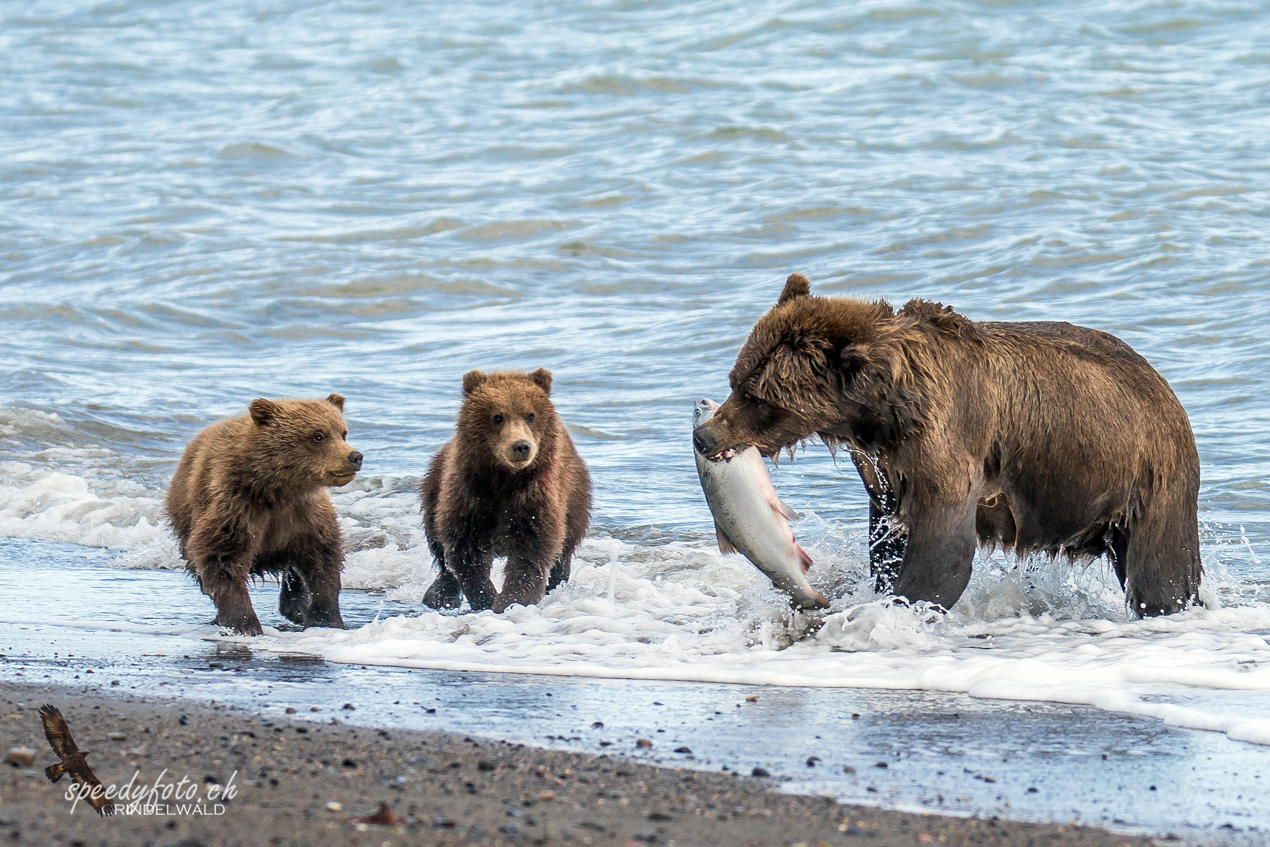 Bears - Fishing Mom 