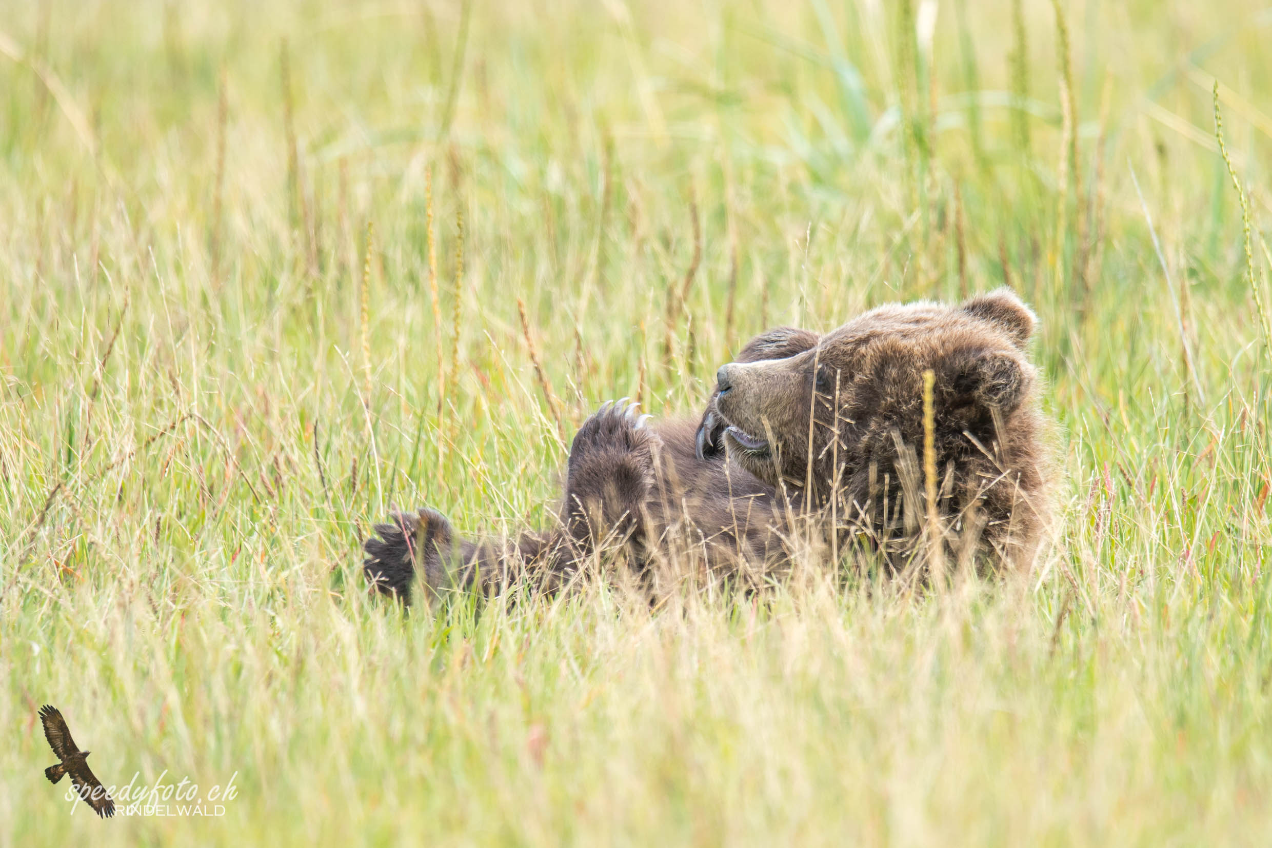 Bears - relaxing cub 