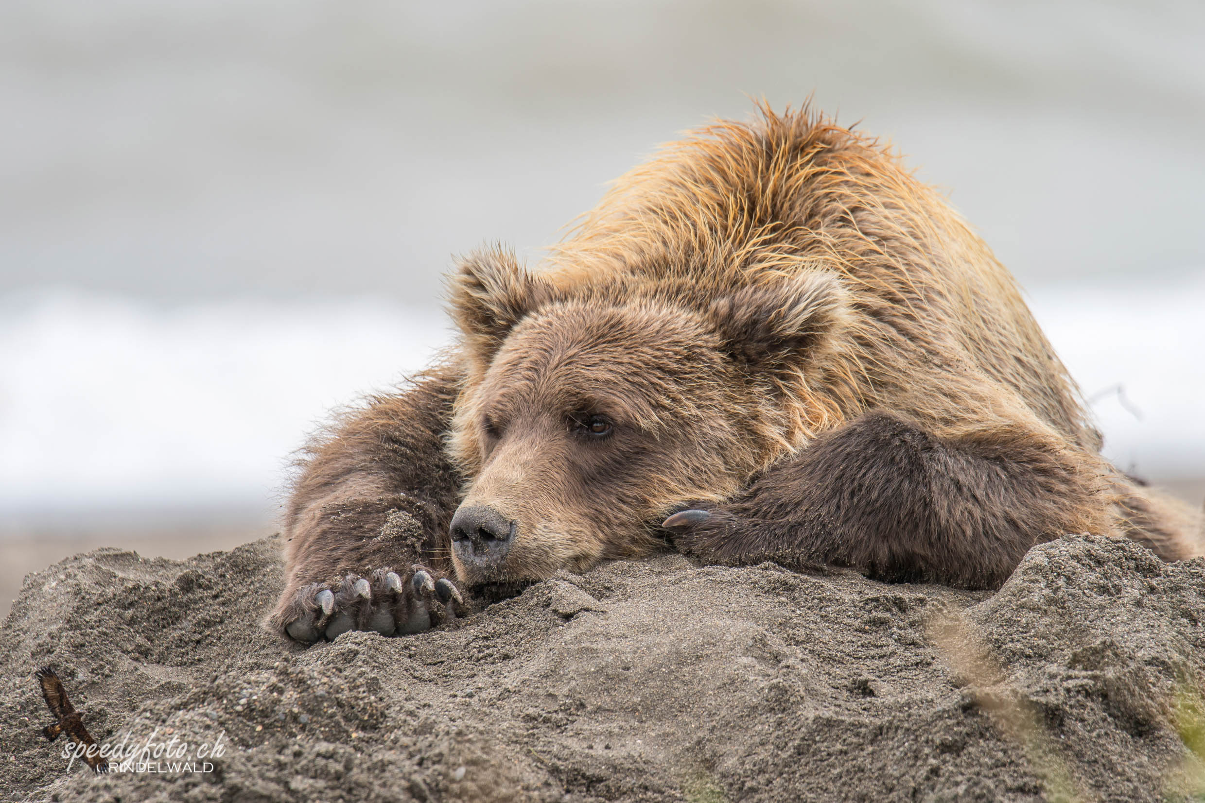 Bears - Relaxing 