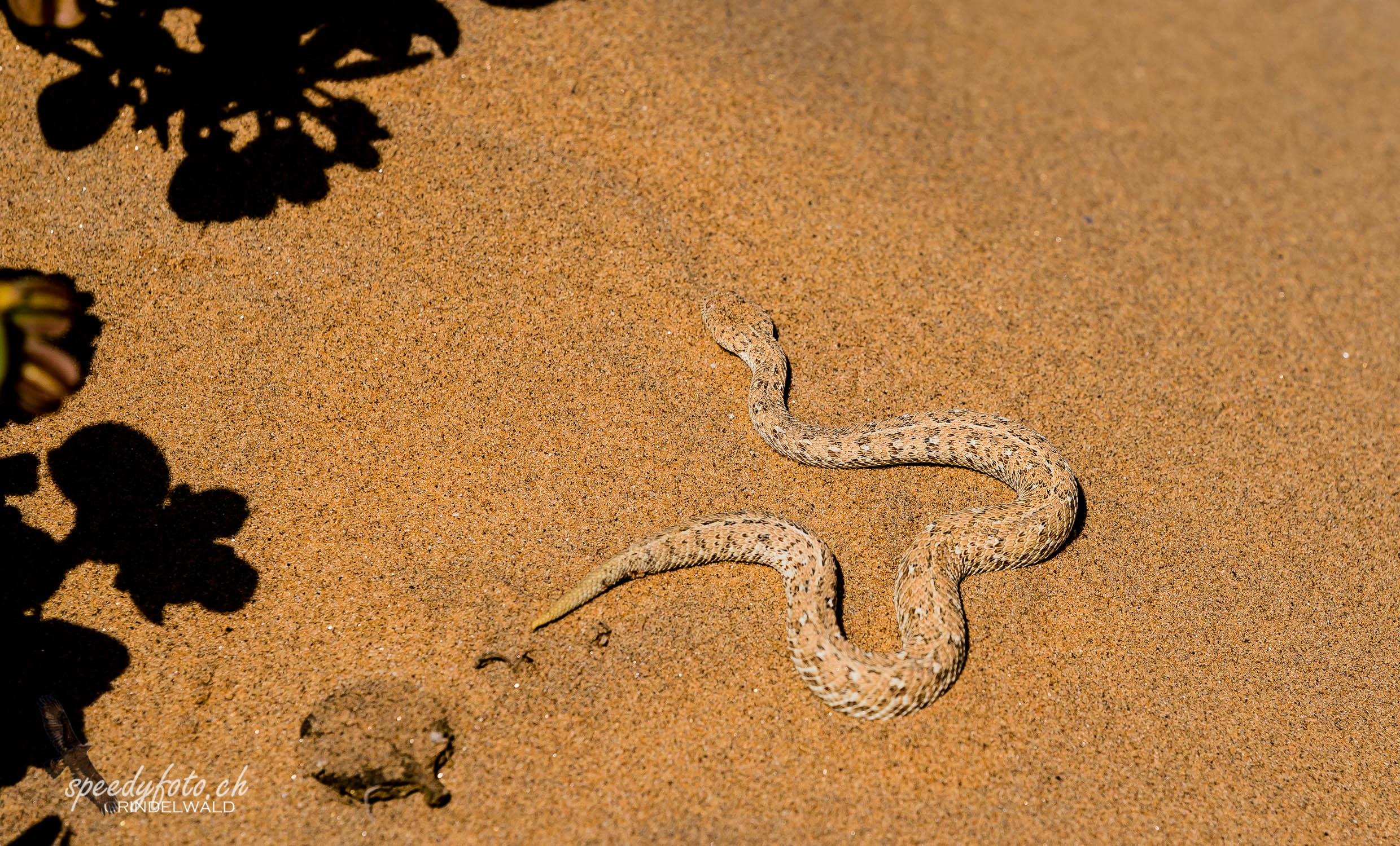 The Snake in the Dunes 