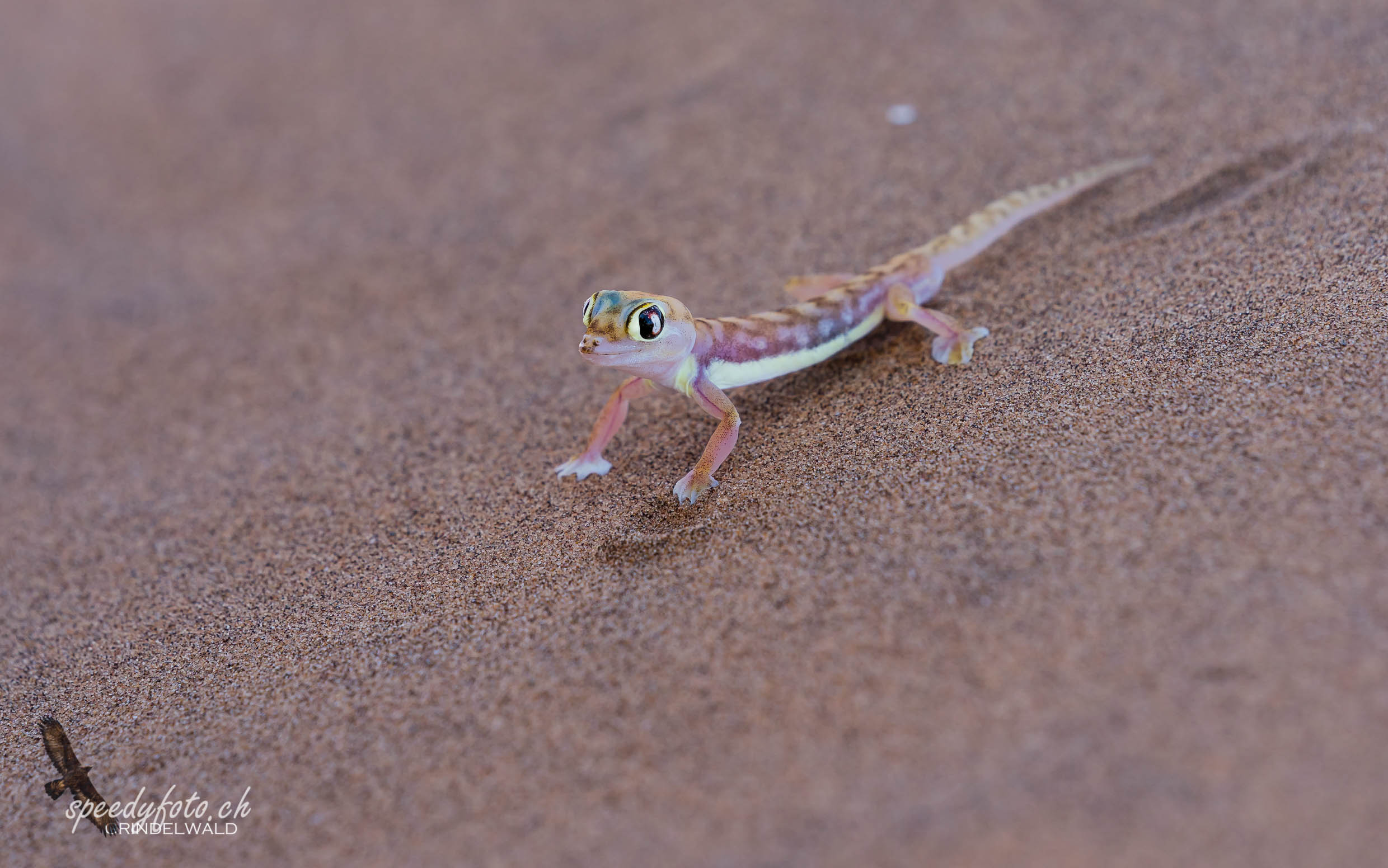 The Gecko in the Desert 