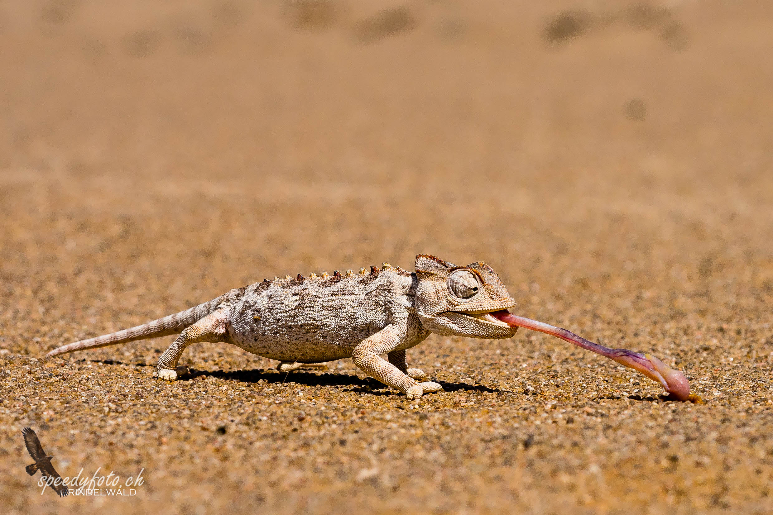 The Chamäeleon in the Desert 