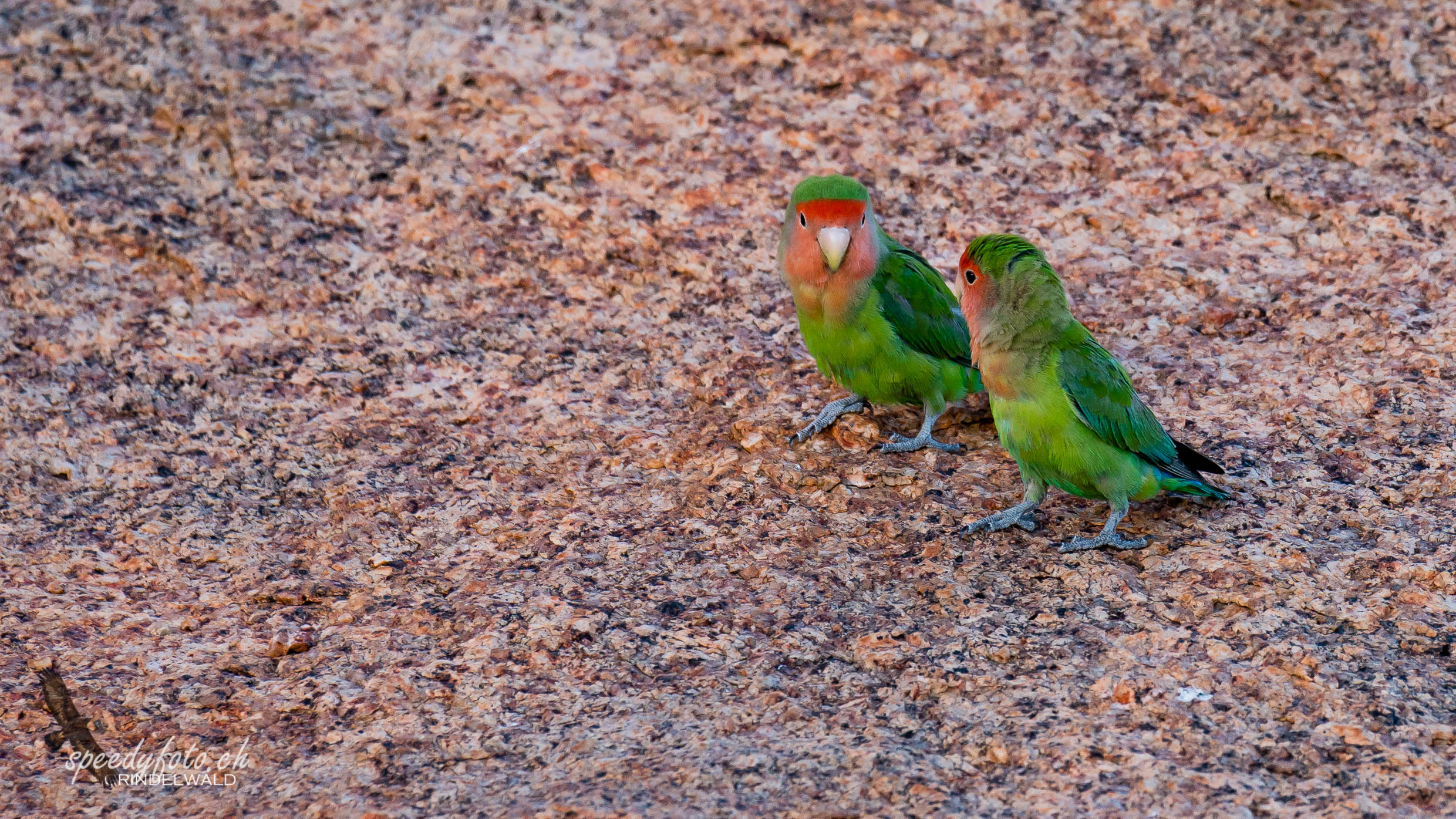 Beautiful Lovebirds - 