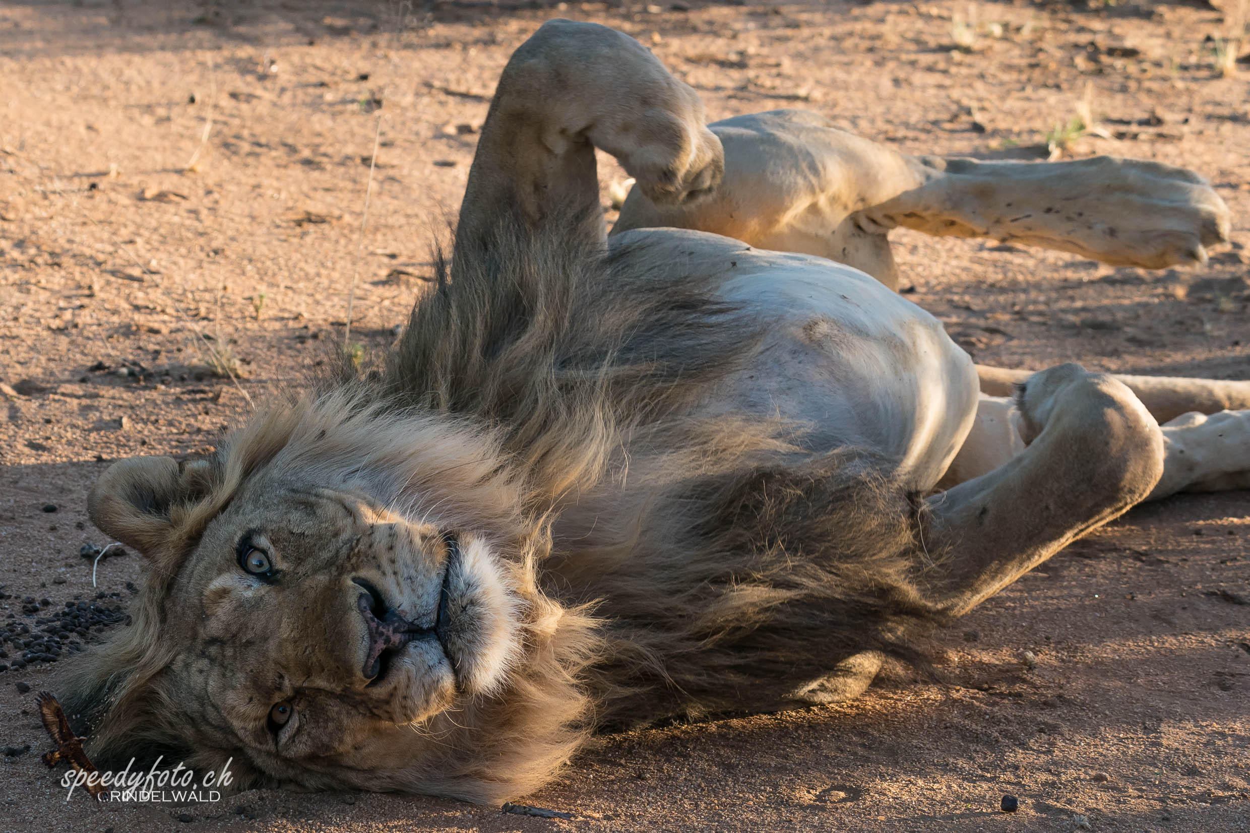 After lunch - Lion 