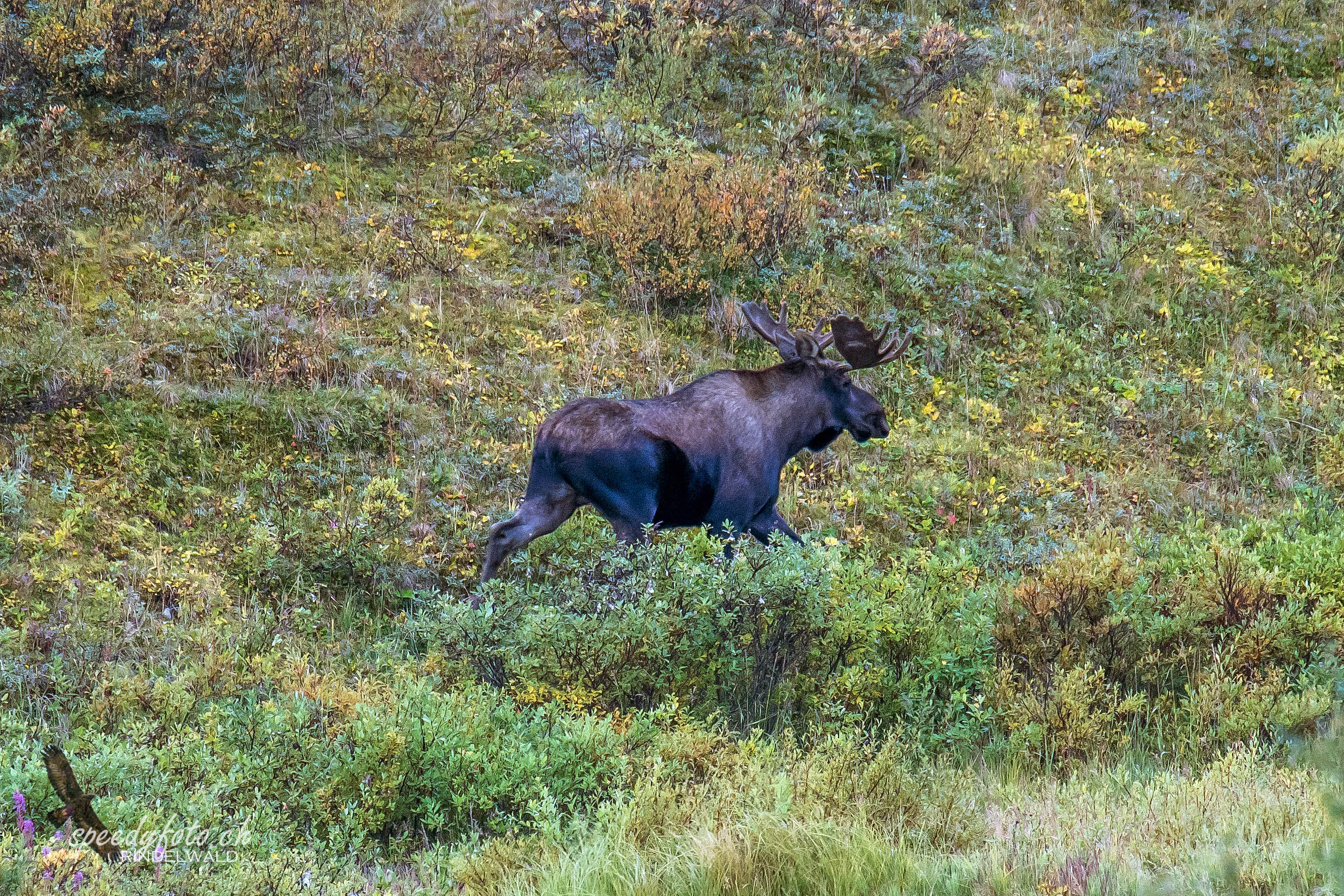 Denali - Moose 