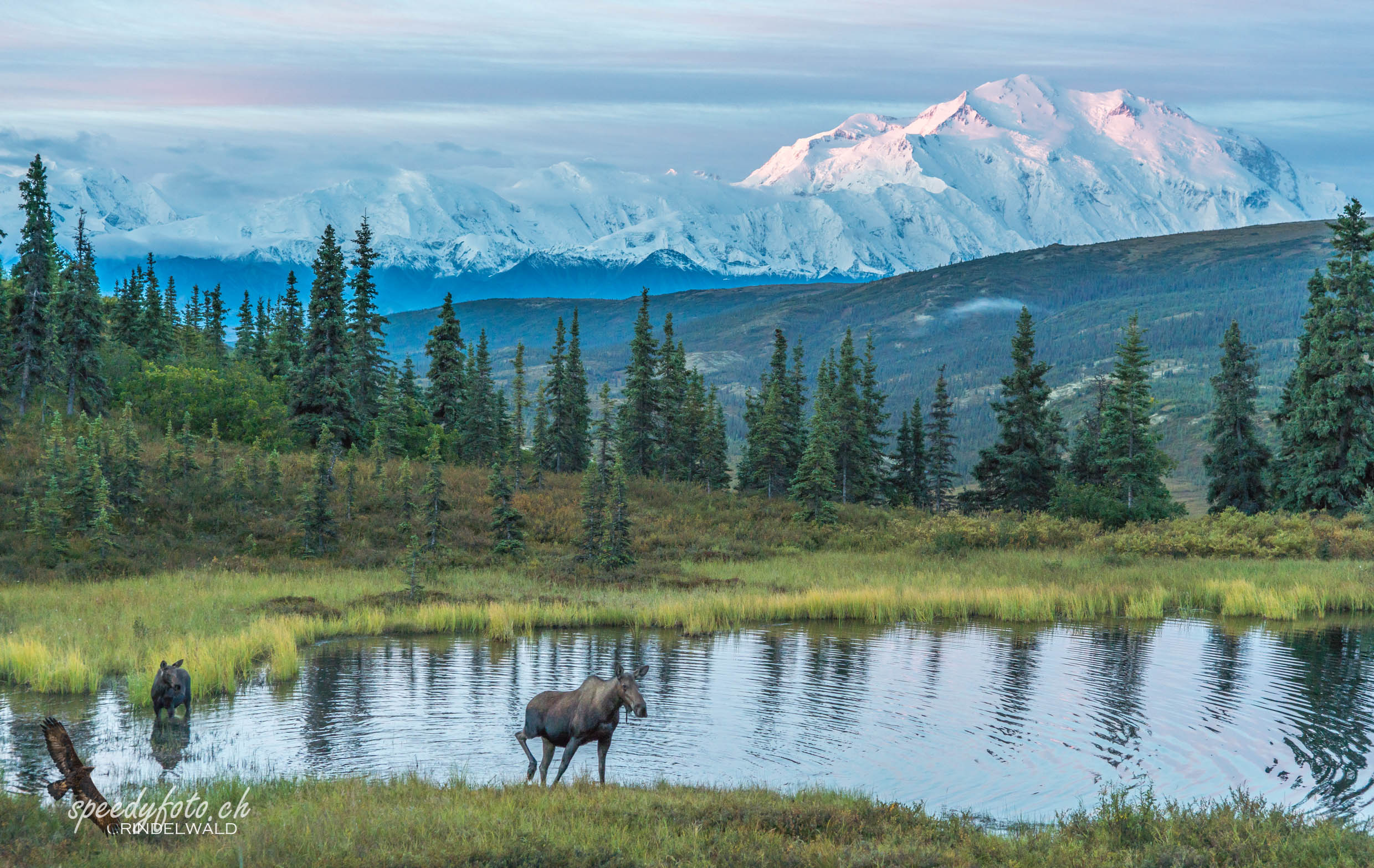 Early Morning Denali