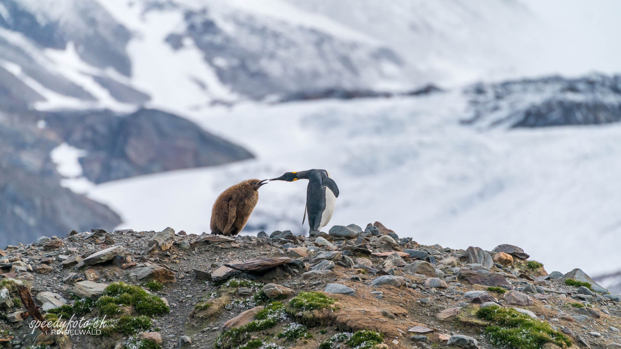 The Penguins - South Georgia 