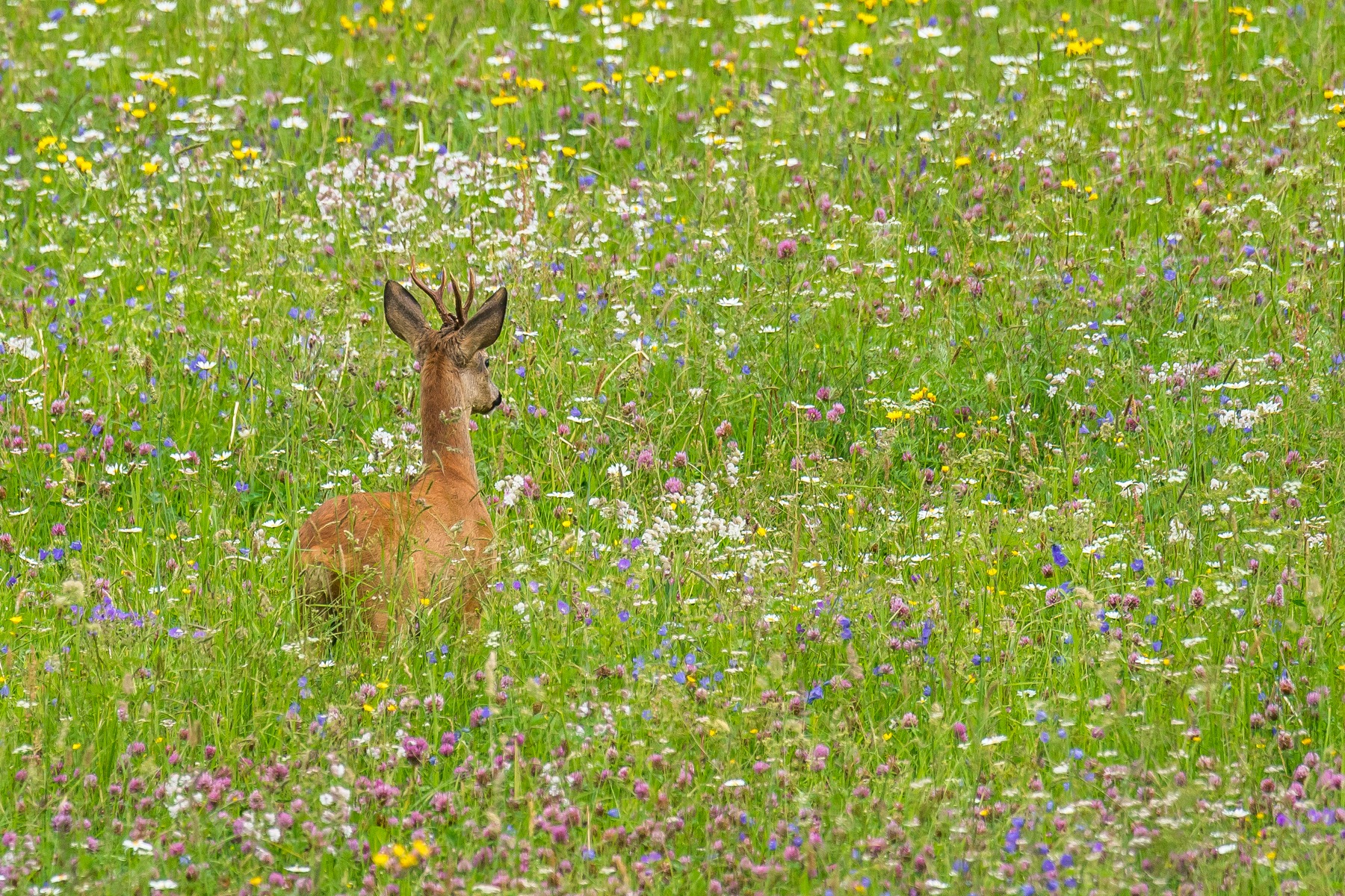 Frühling 