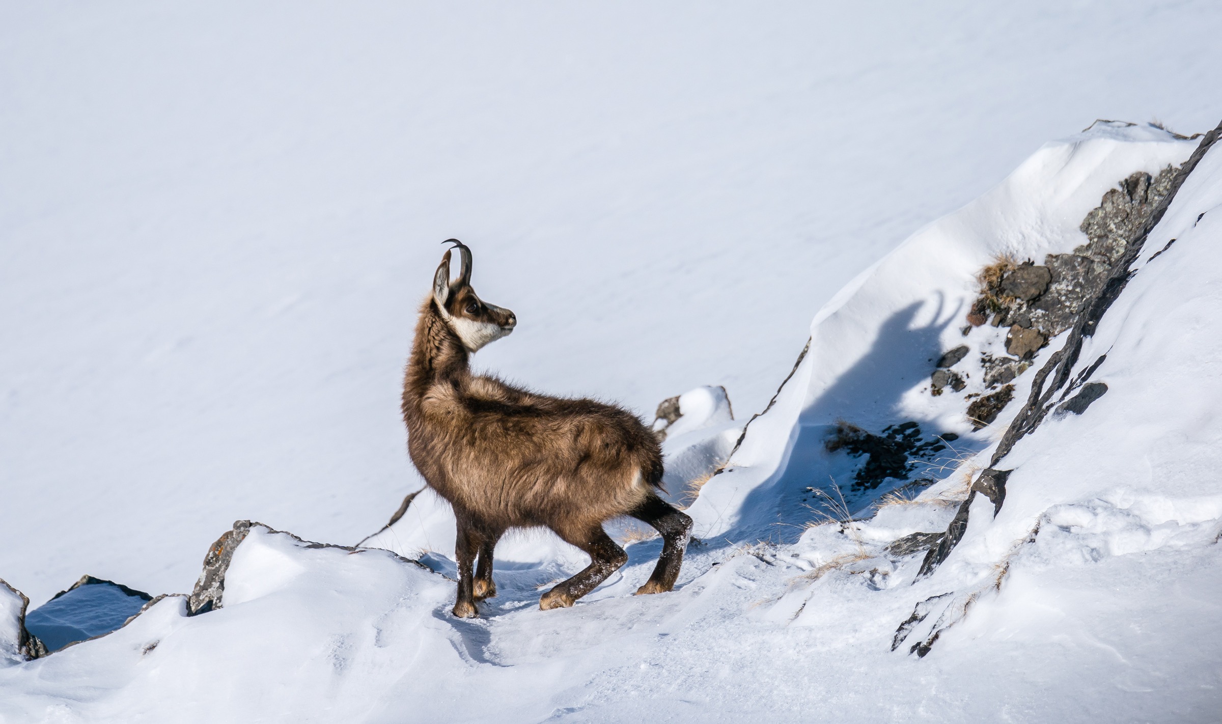 Gemse - Wildlife Oberjoch 