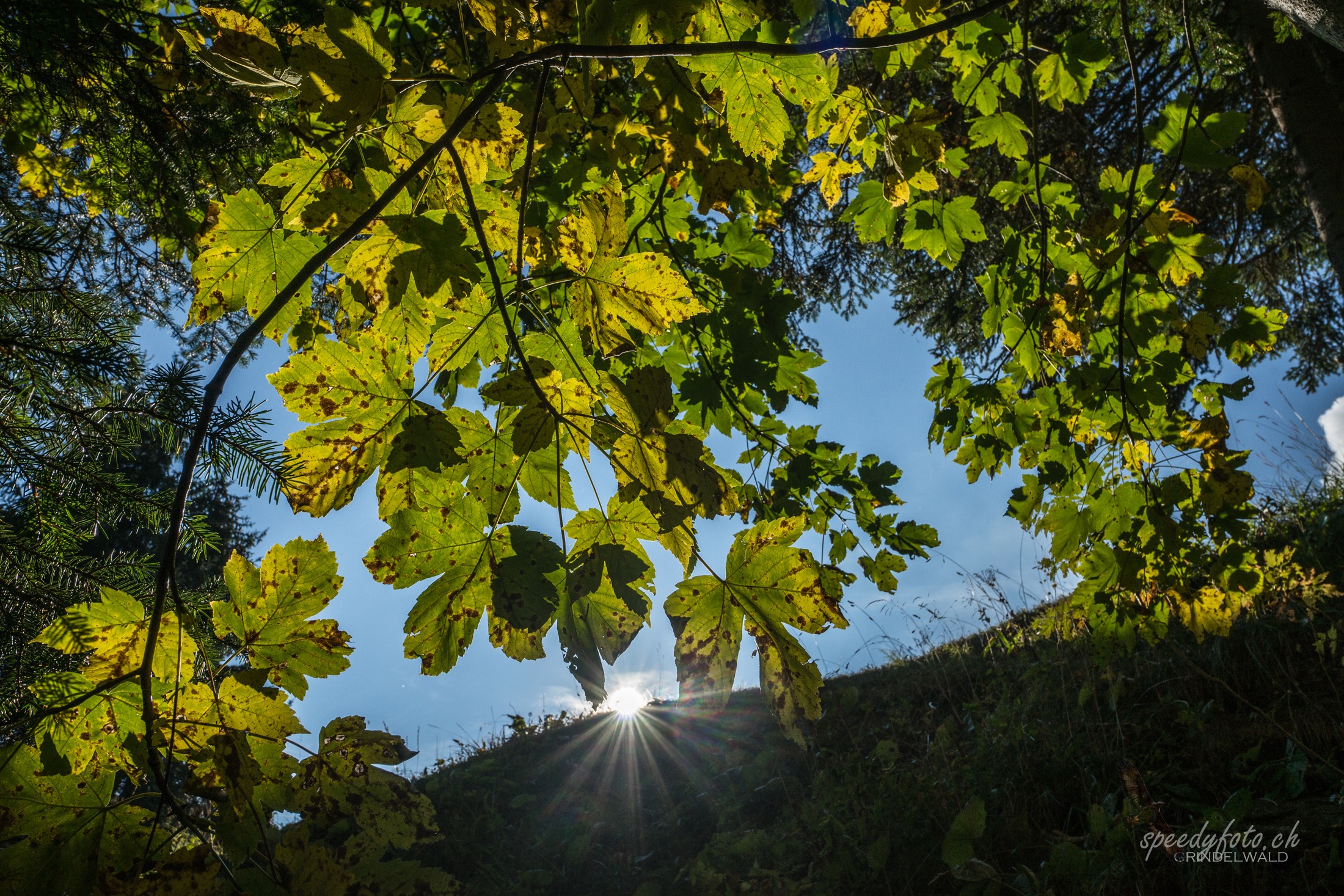 Herbstlicht  