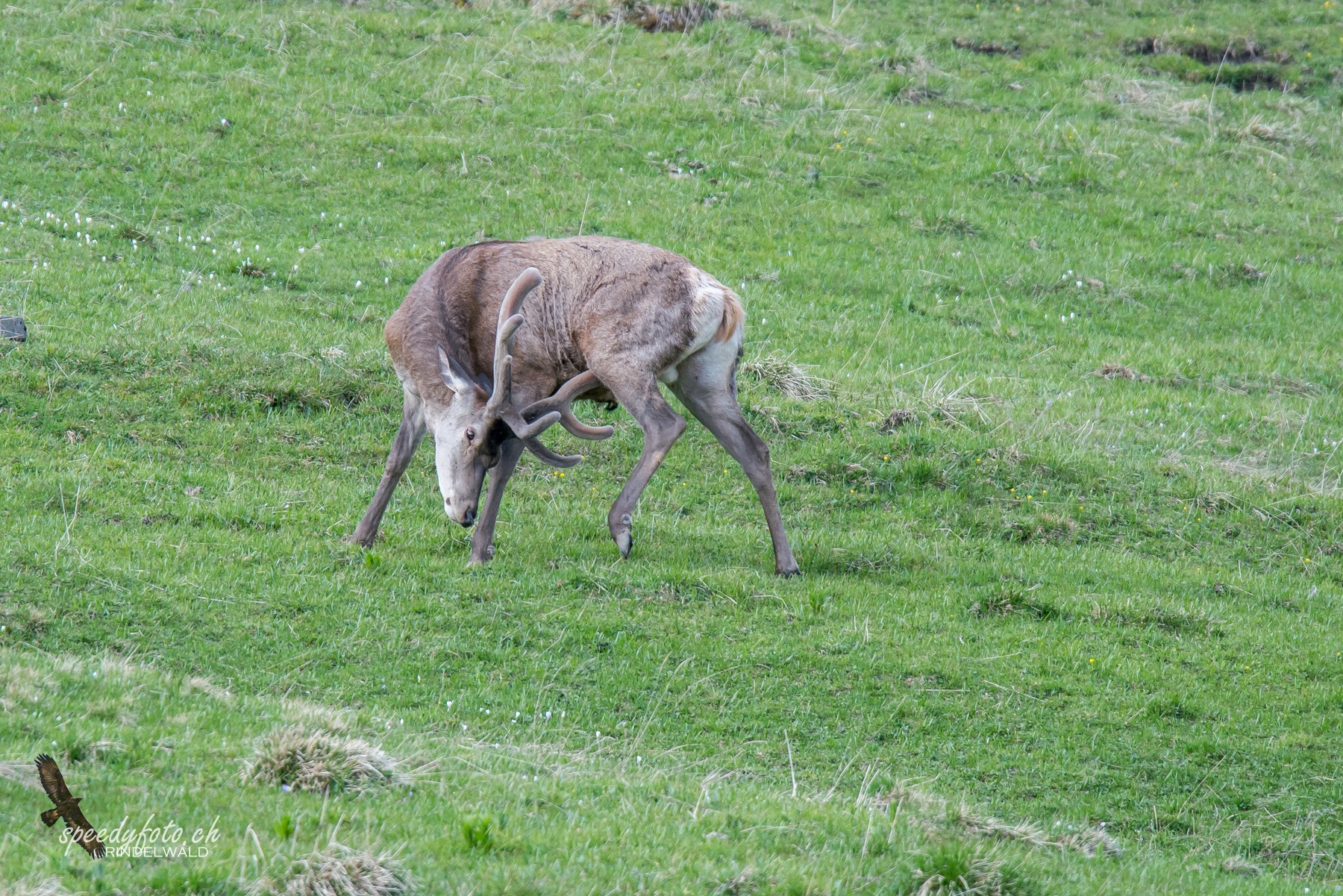 Hirsche Wildlife Grindelwald 