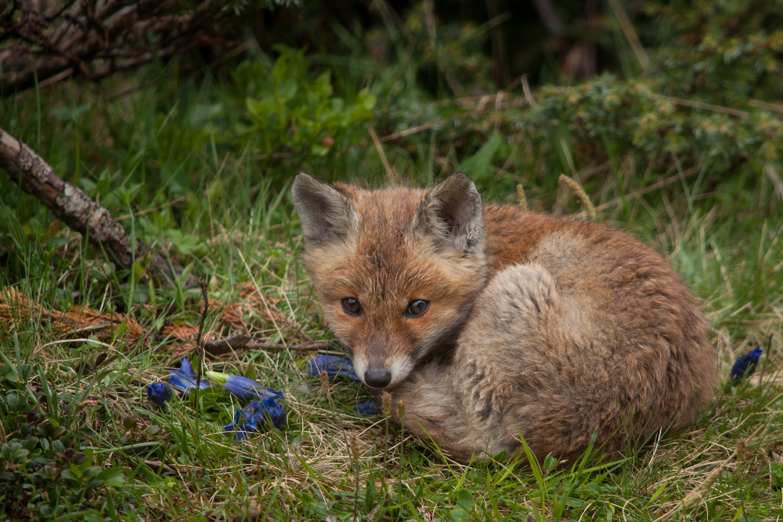 Relaxing young redfox 