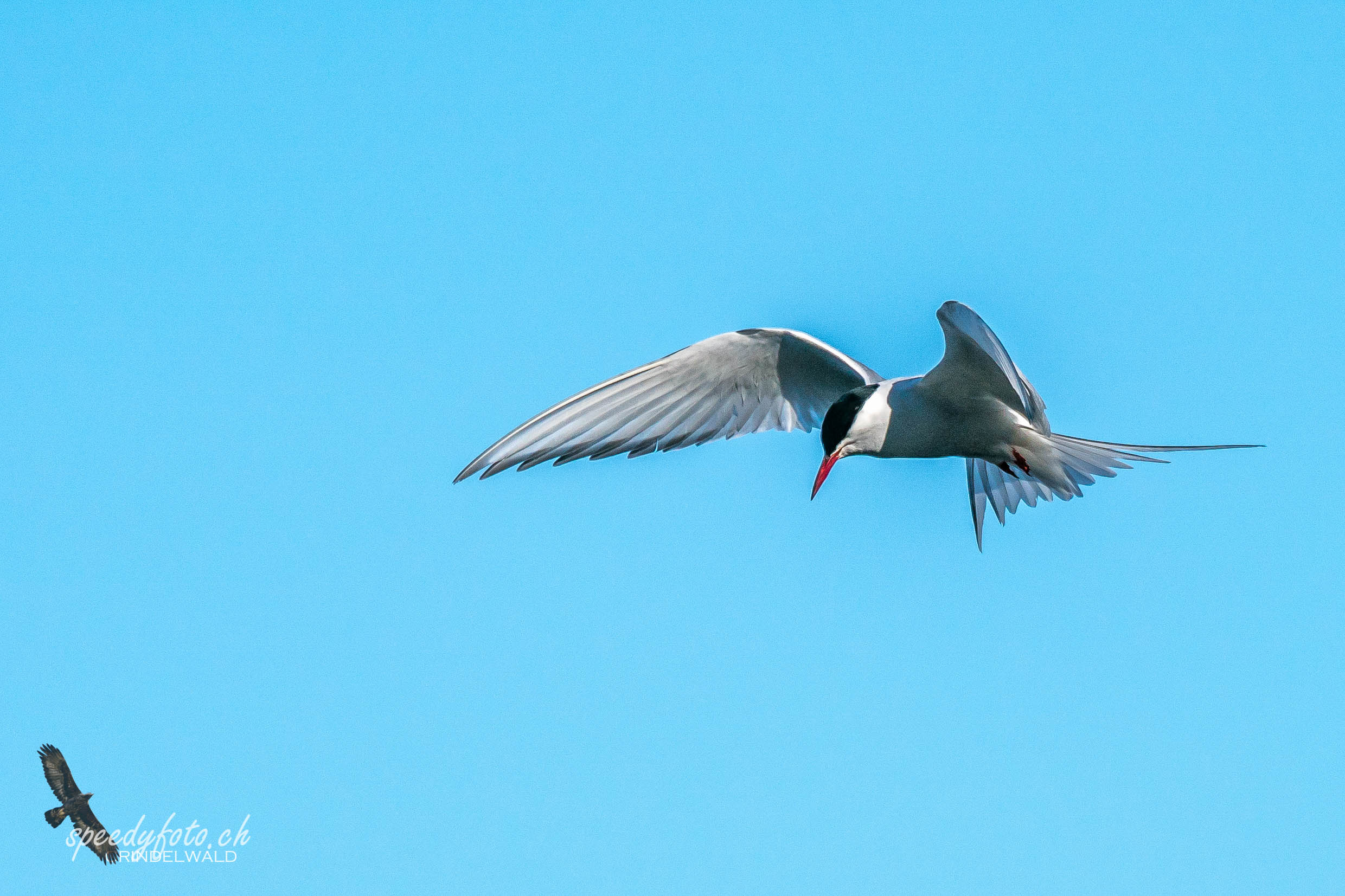 Küstenseeschwalbe, Arctic Tern