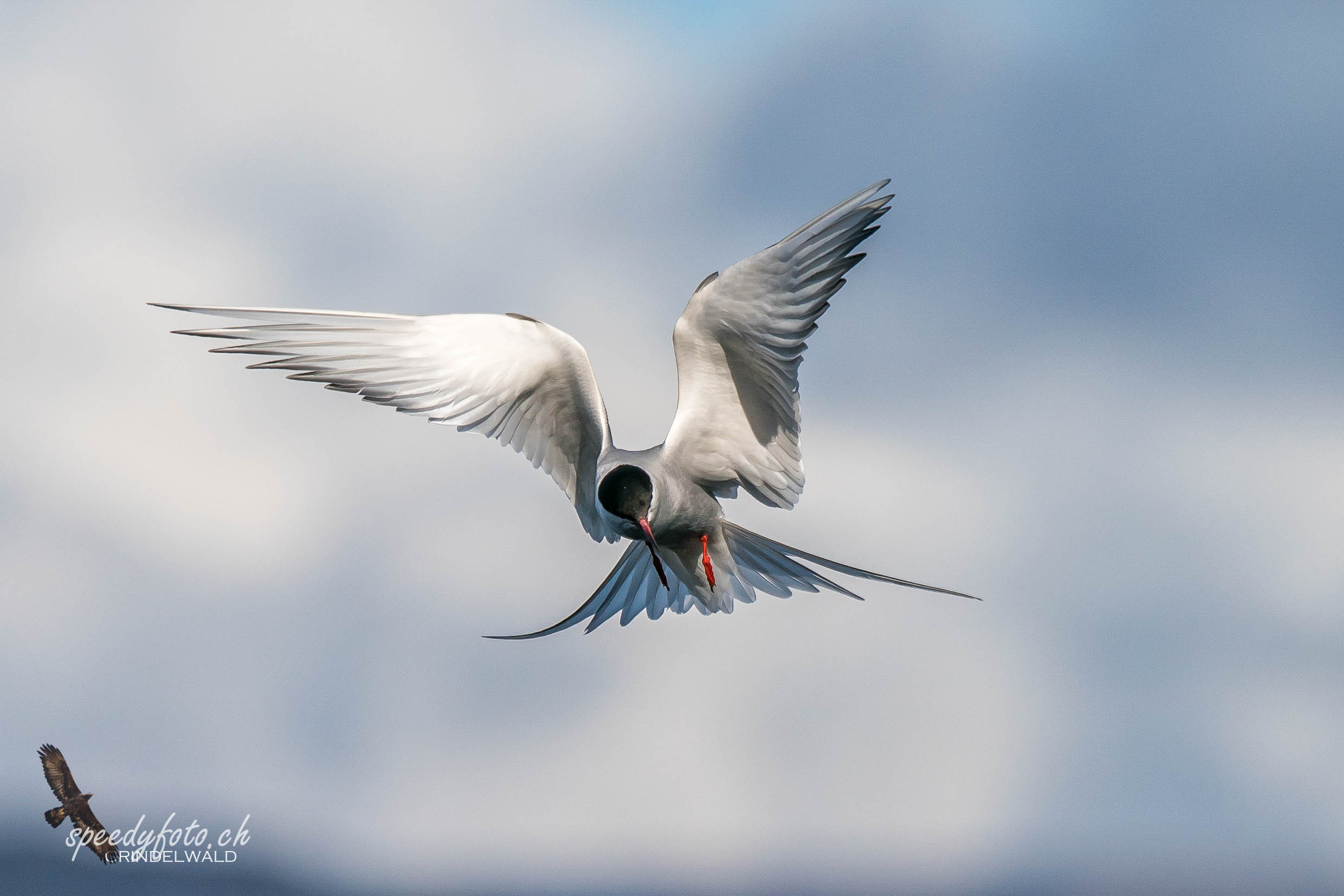 Küstenseeschwalbe, Arctic Tern