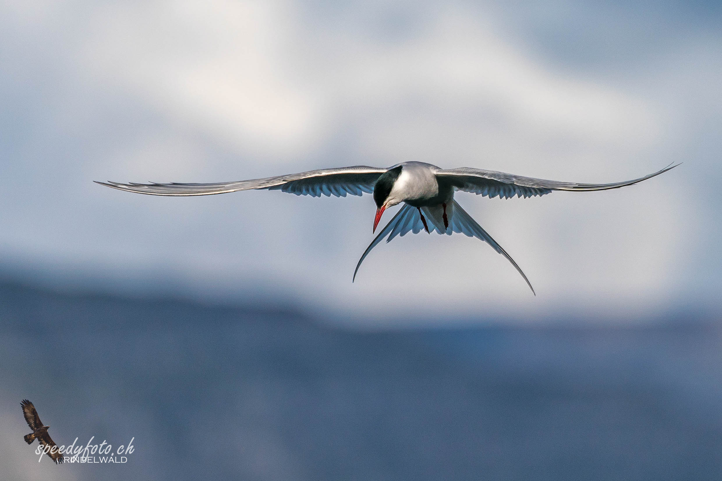 Küstenseeschwalbe, Arctic Tern