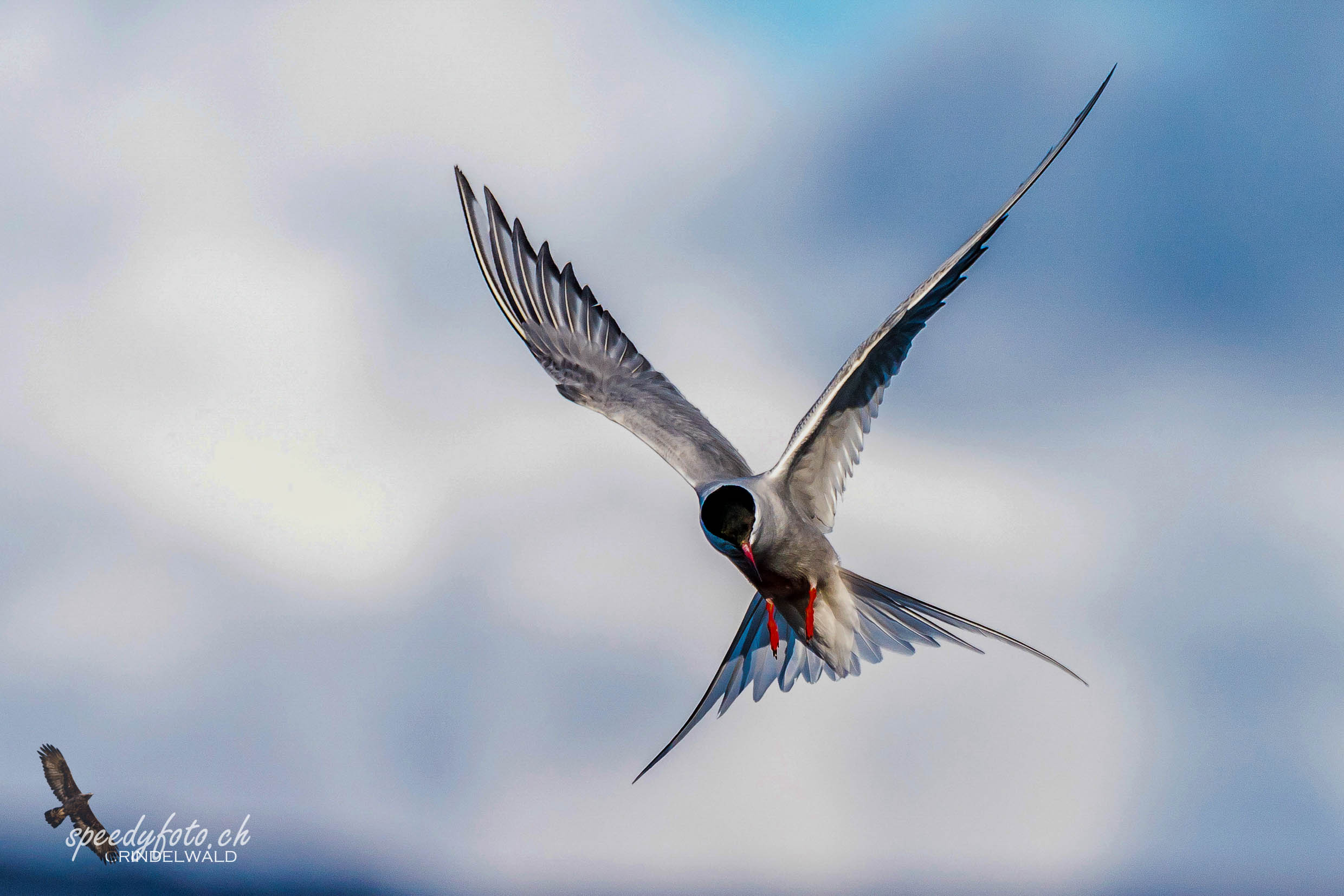 Küstenseeschwalbe, Arctic Tern