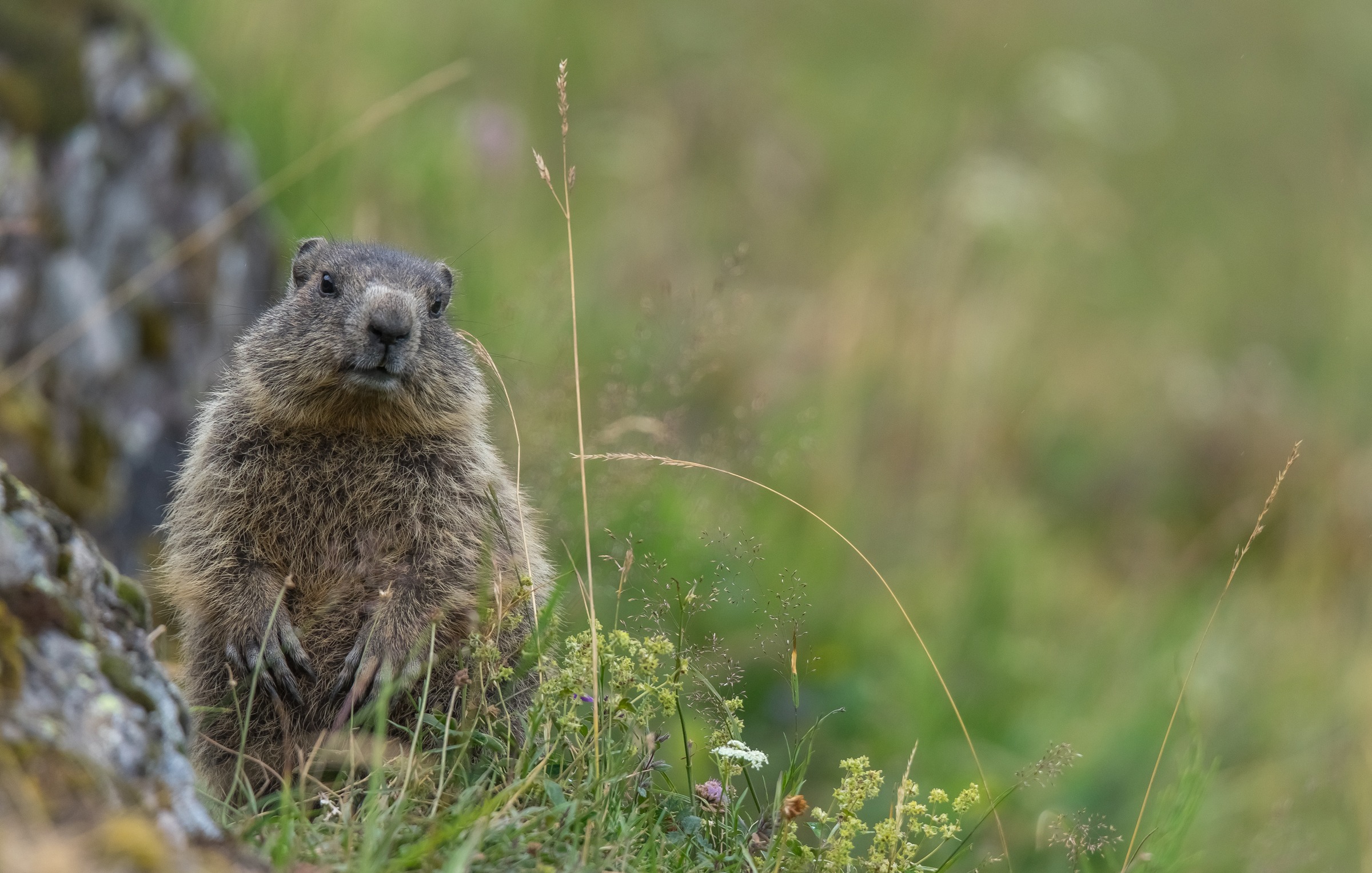 Marmot 