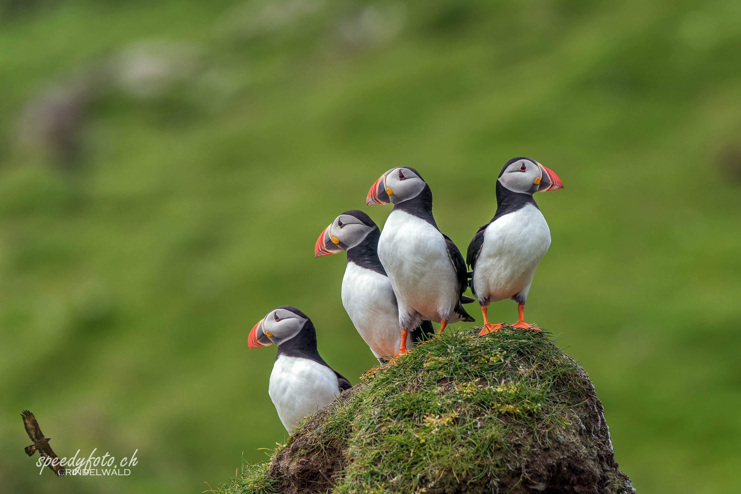 Papageientaucher, Puffin