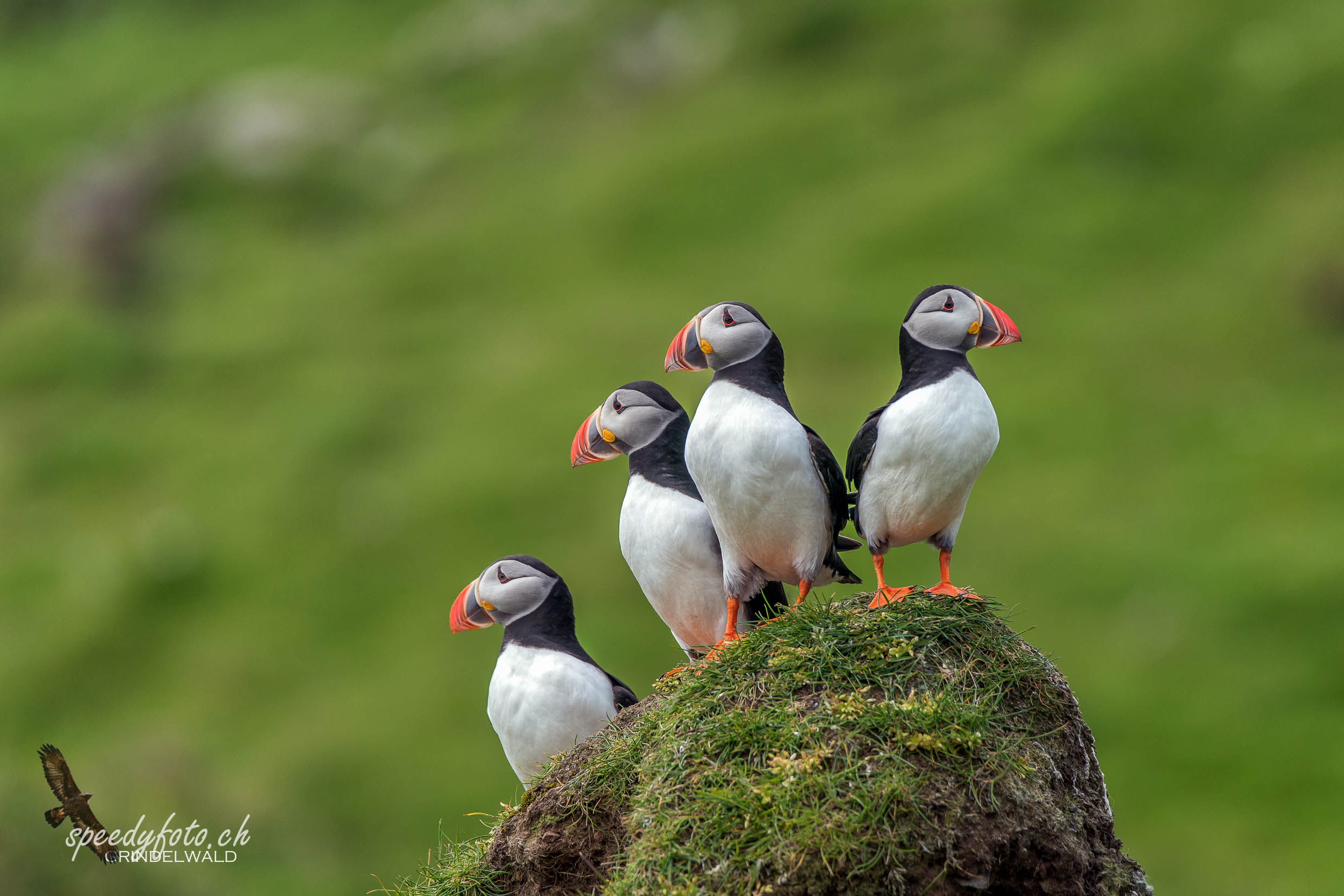 Papageientaucher, Puffin