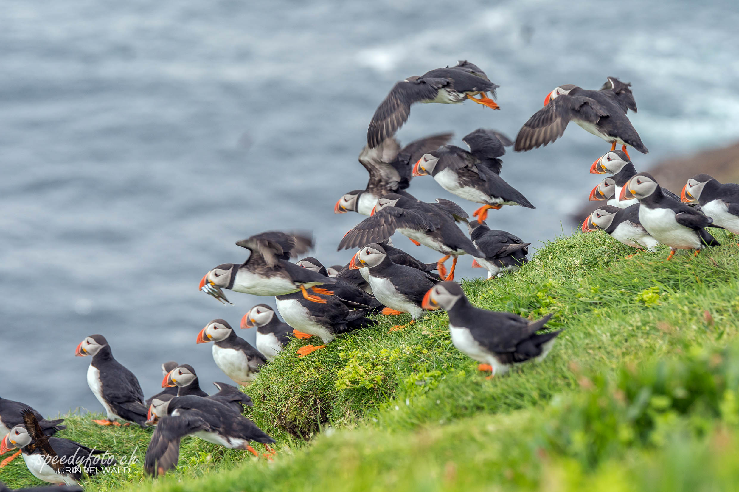 Papageientaucher, Puffin