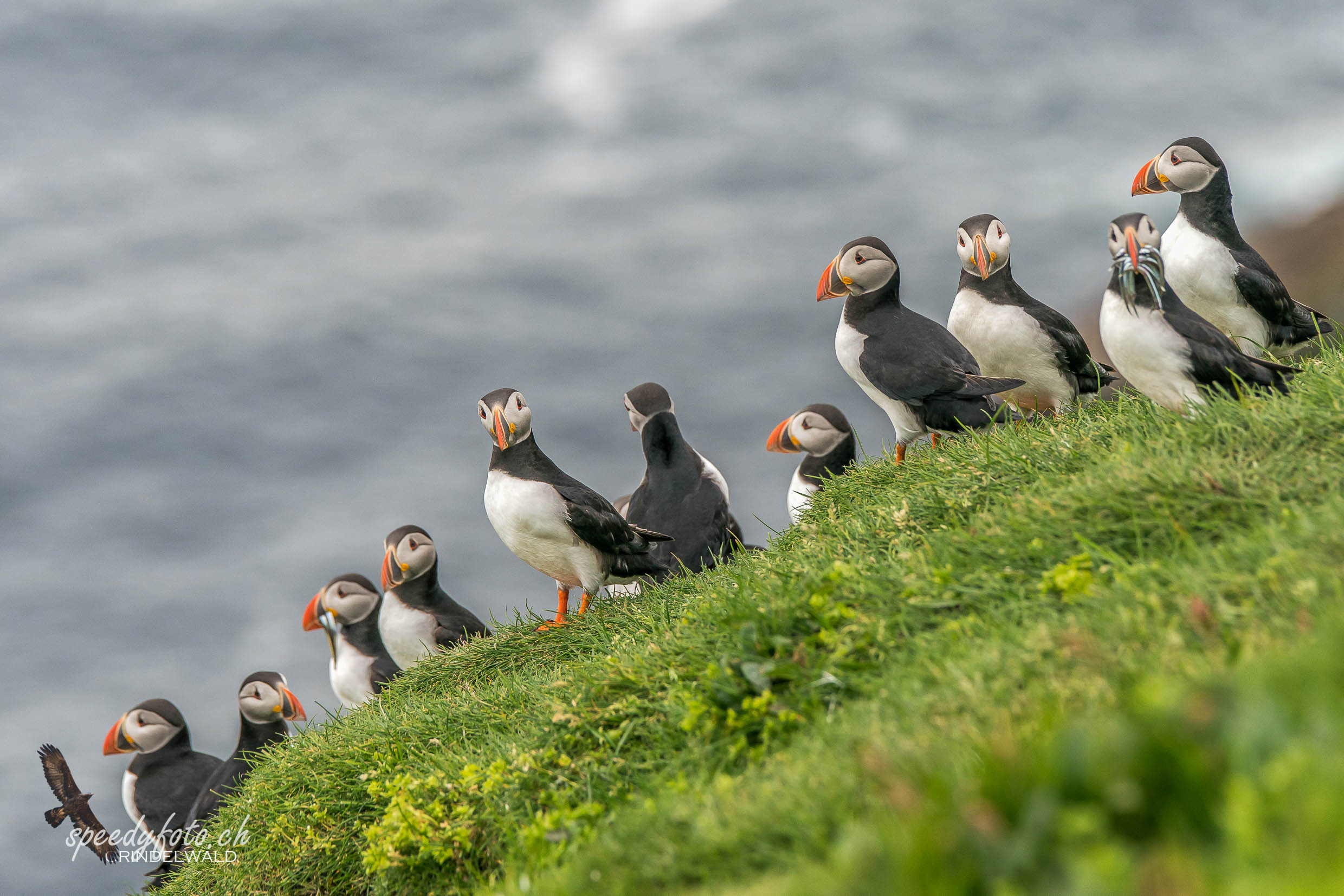 Papageientaucher, Puffin