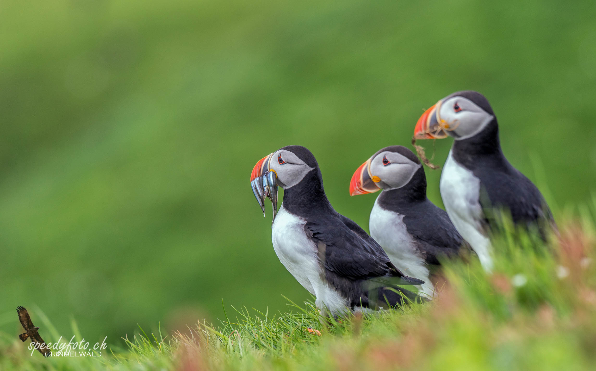 Papageientaucher, Puffin