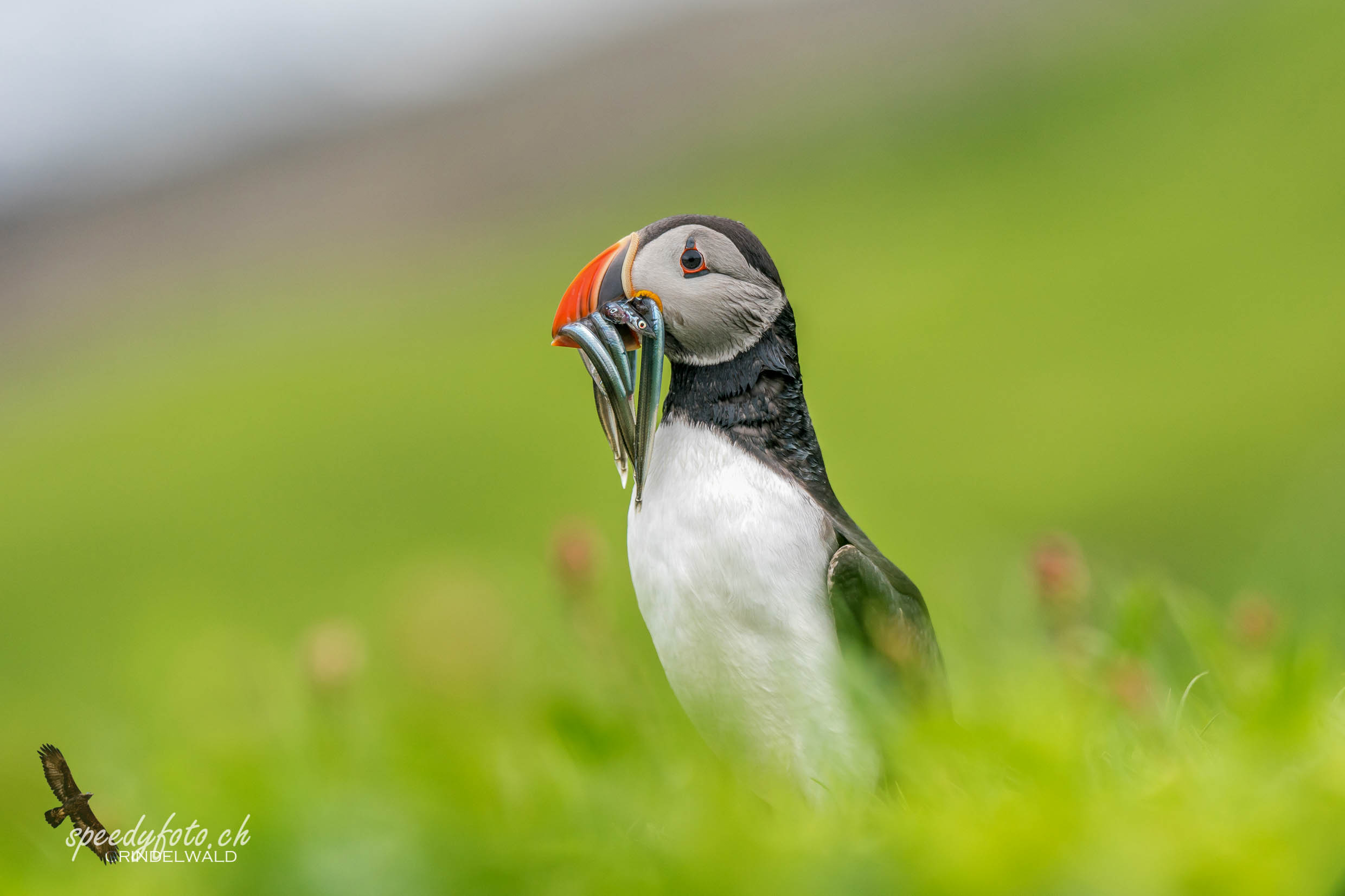 Papageientaucher, Puffin