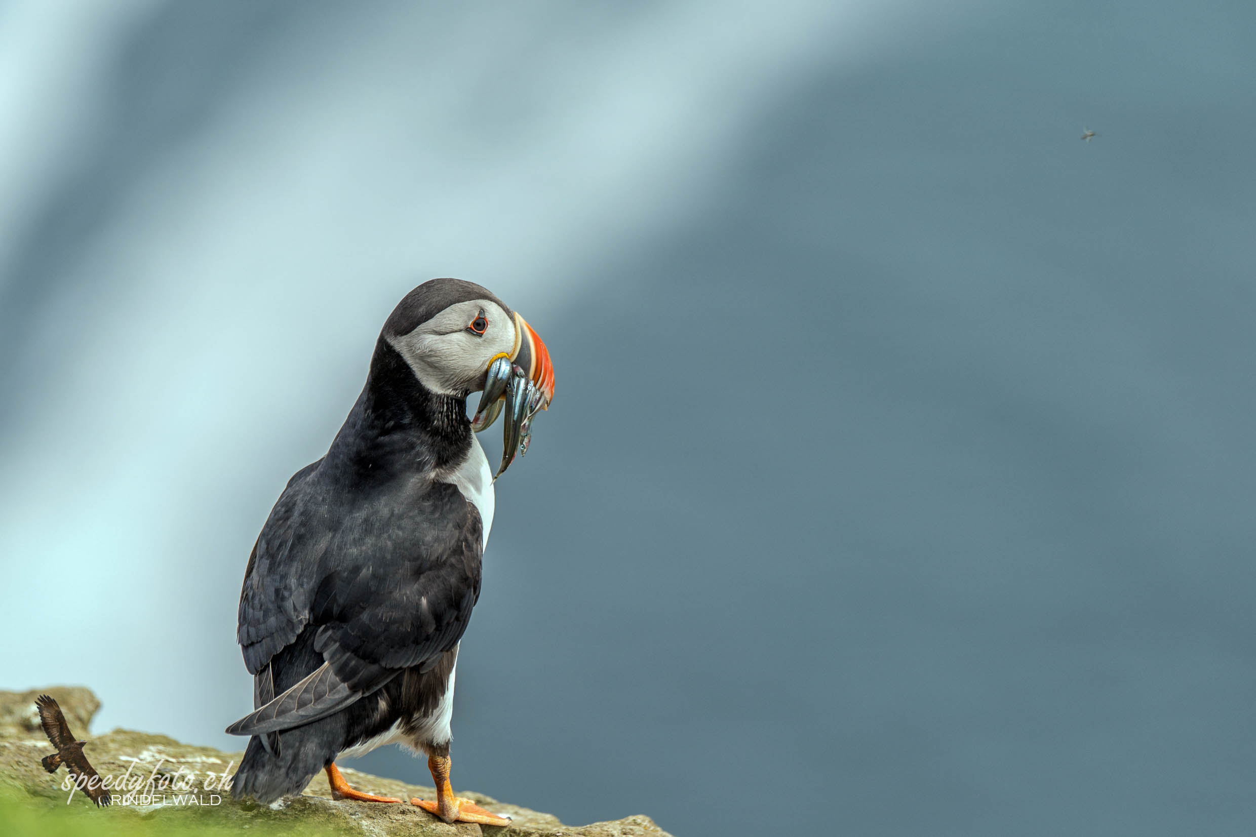 Papageientaucher, Puffin