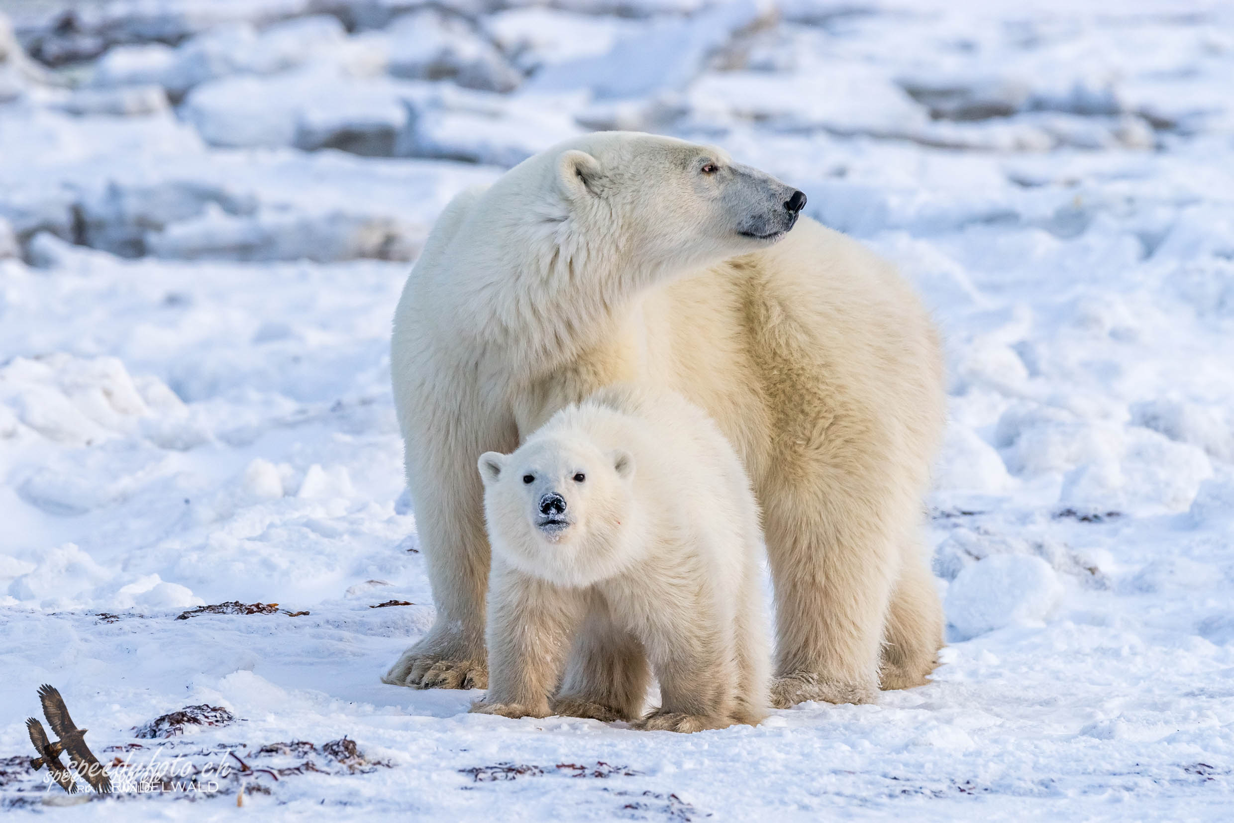 Polar Bear with cub 