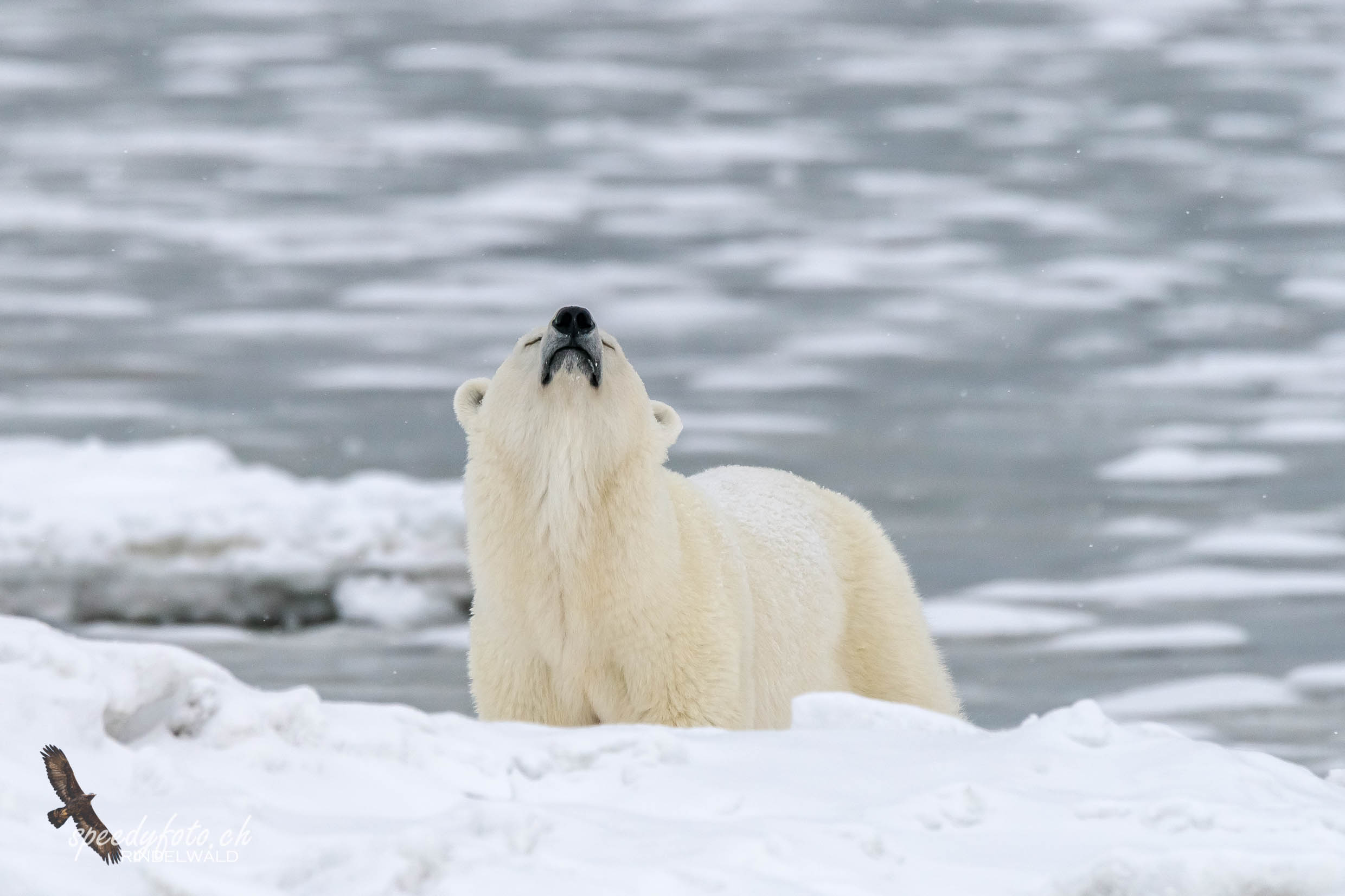 Polar Bear Wildlife 