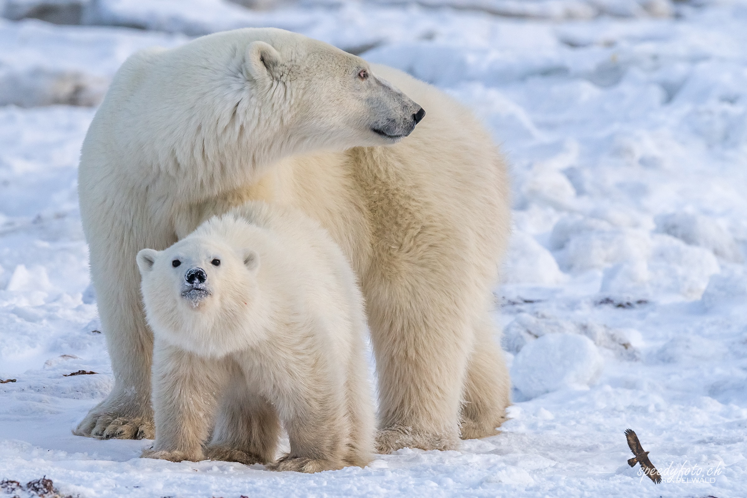 Polar Bear  Protection  