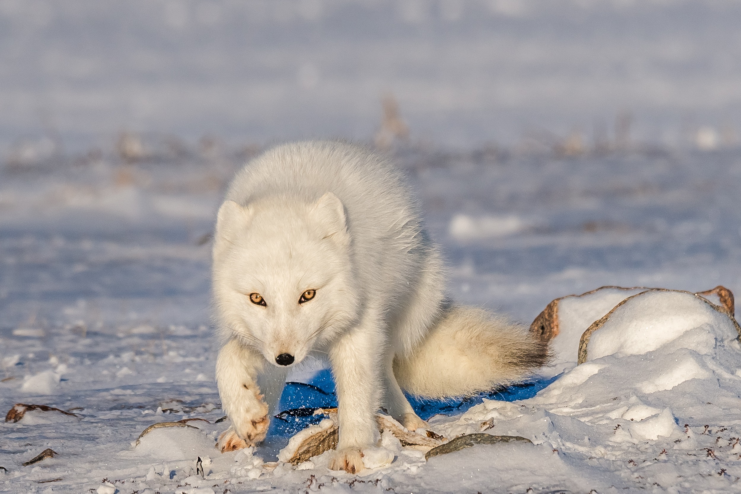 Arctic Polar Fox