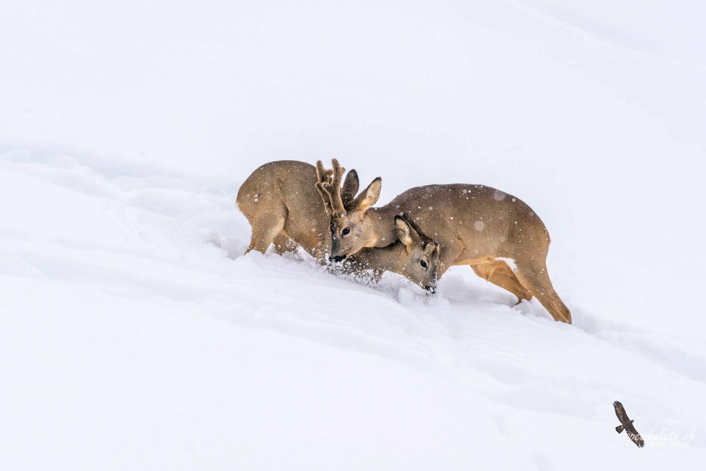 Rehe im Schnee 