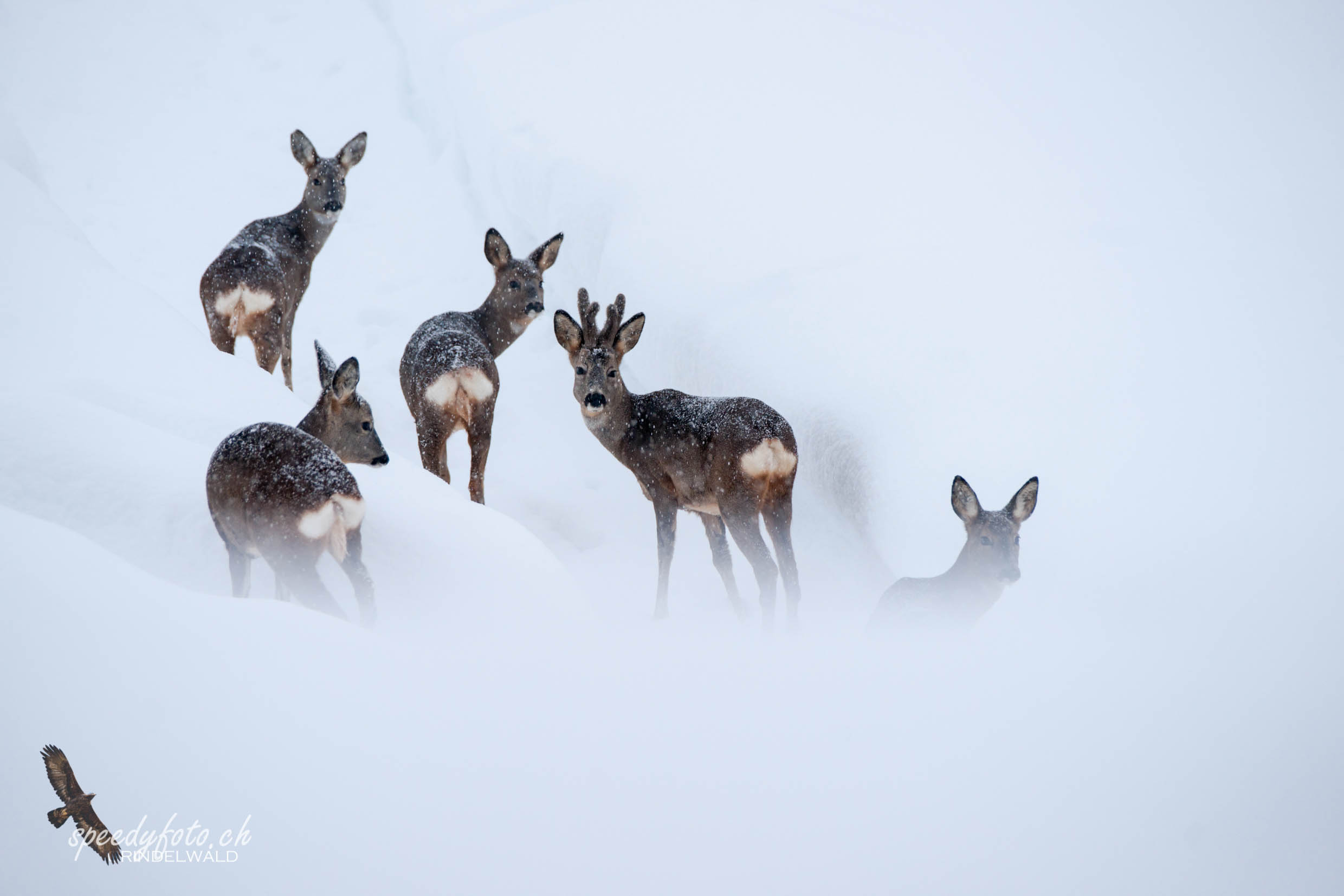 Rehe im Schneegestöber 