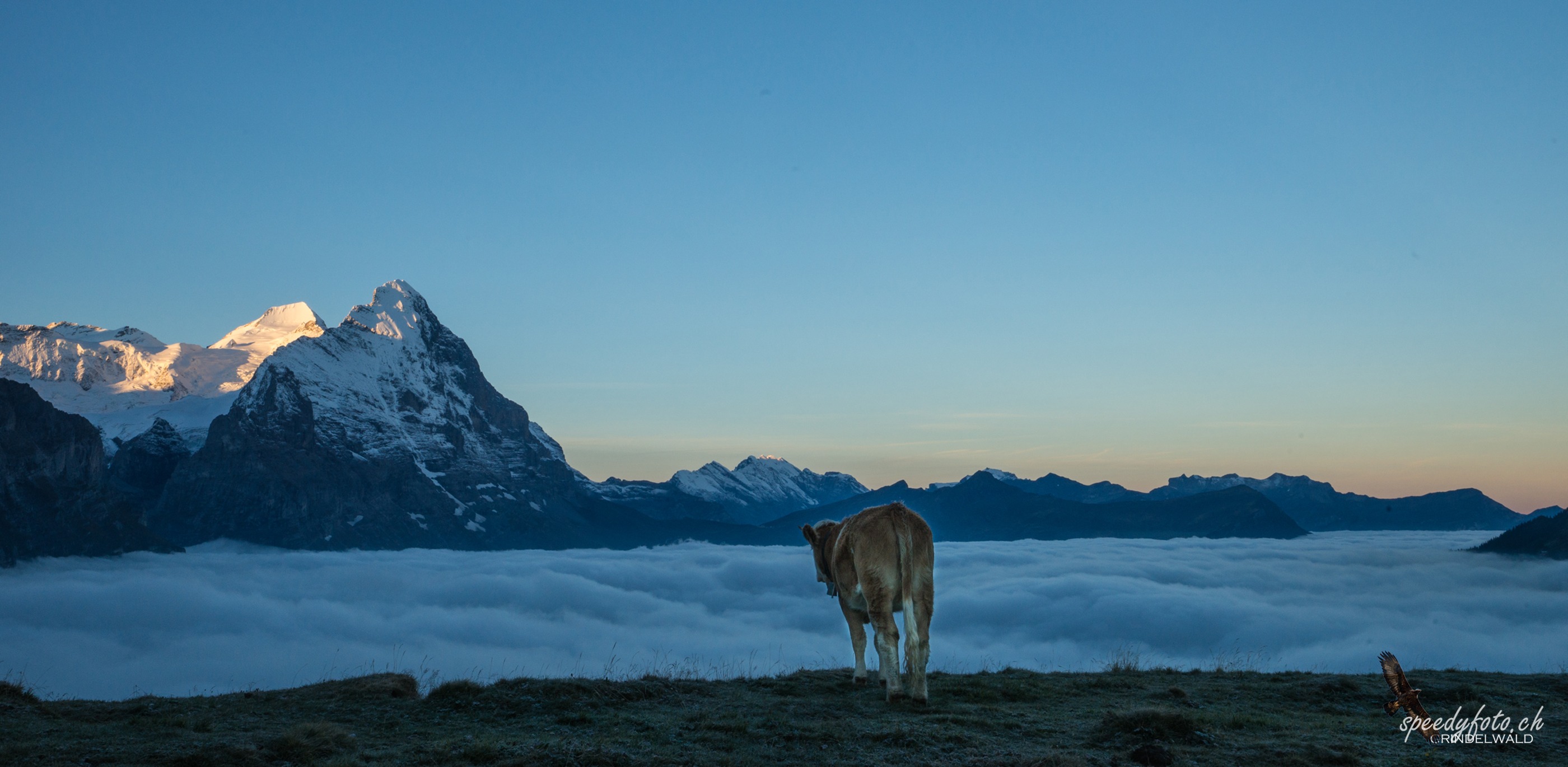 Scheidegg 