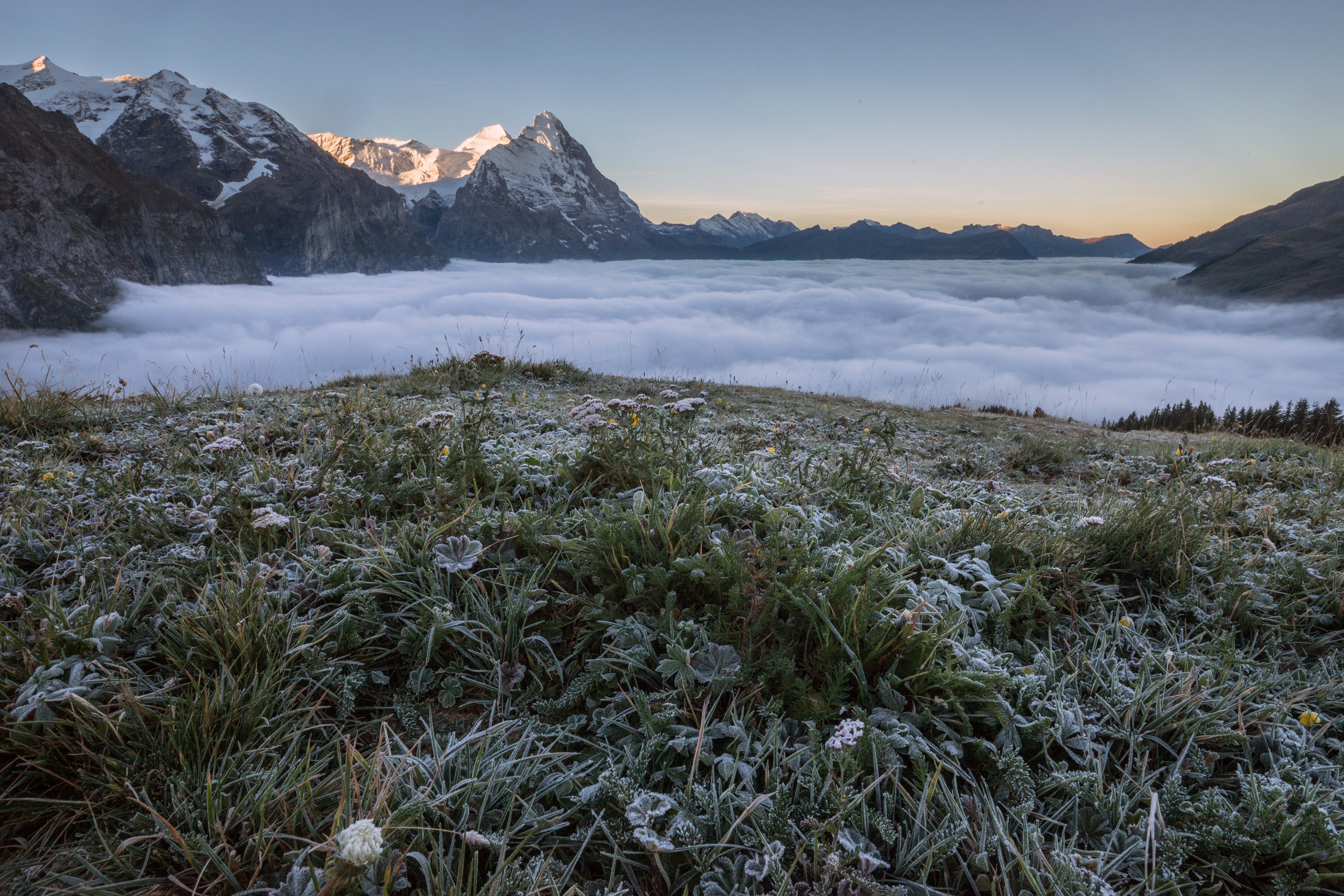 Scheidegg 