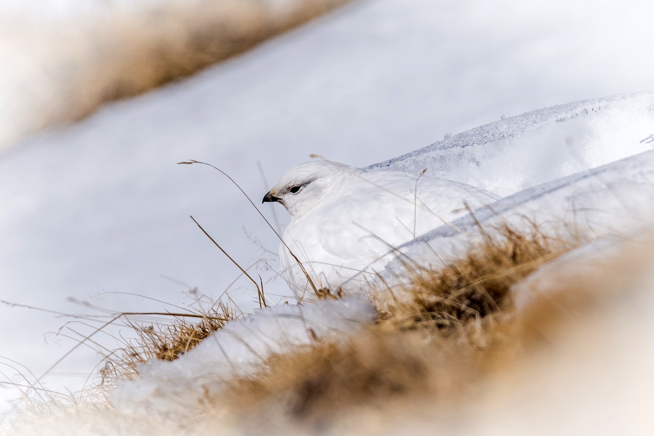 Schneehuhn 