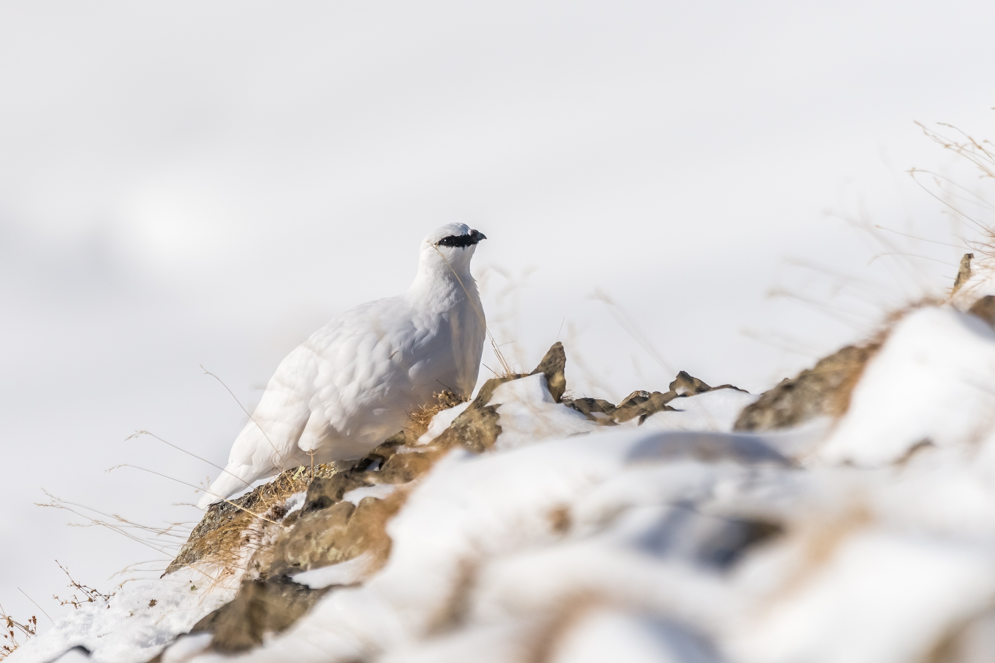 Schneehuhn 