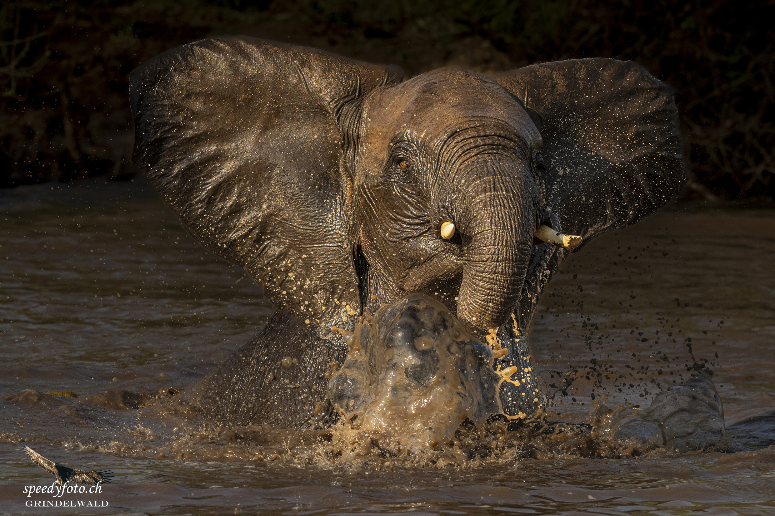 The Elefant 