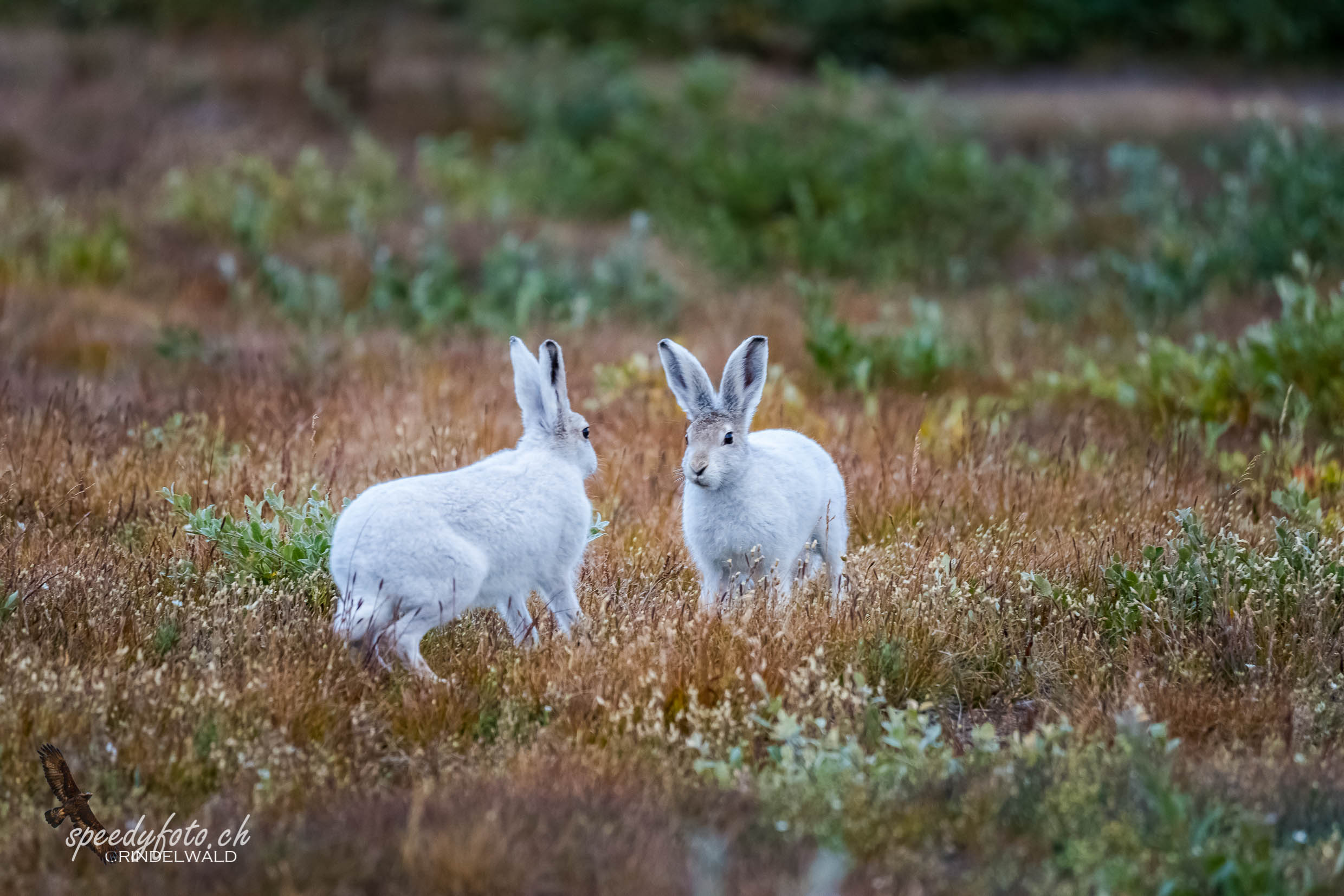 Dancing-Polar-Rabbits