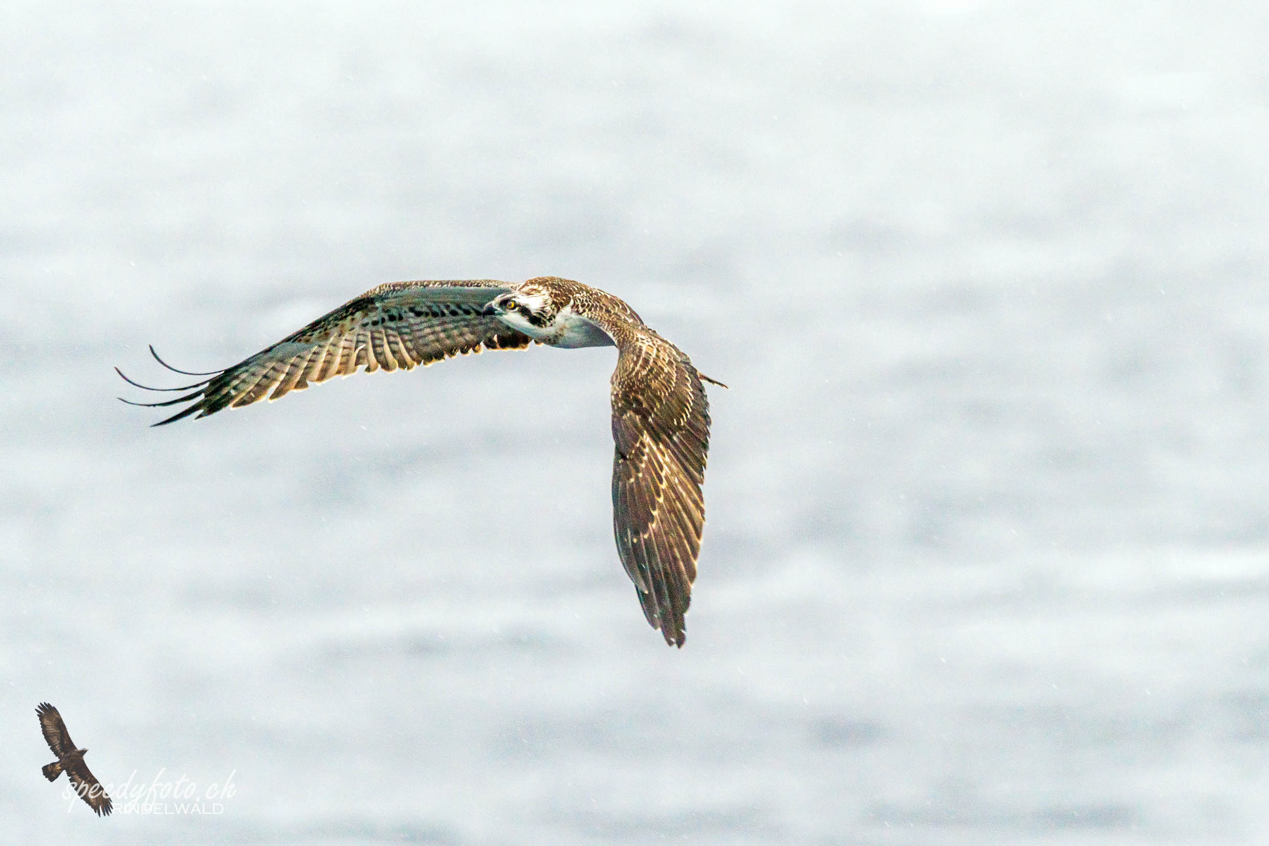 Seeadler, Osprey