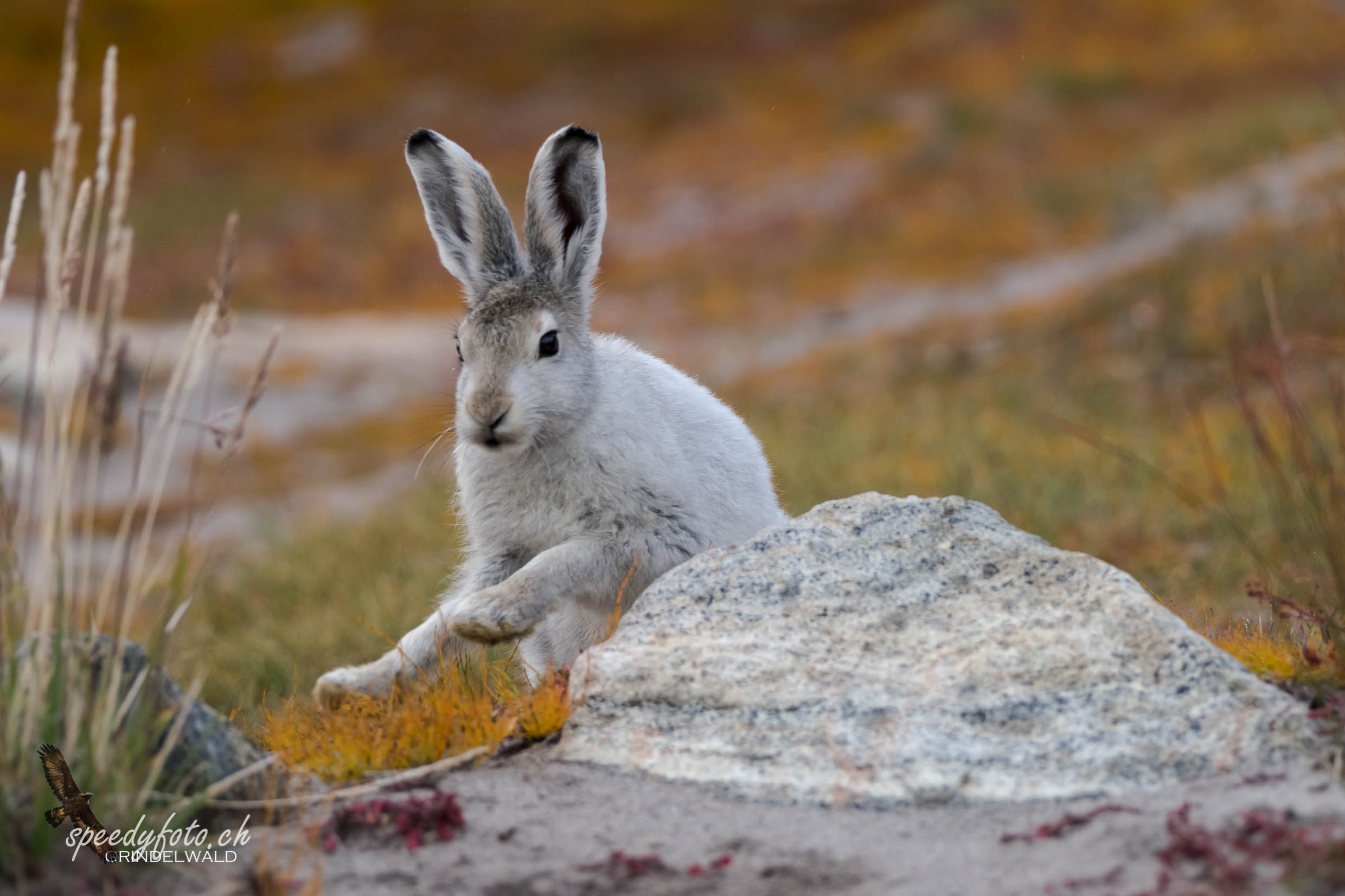 Polar Rabbit