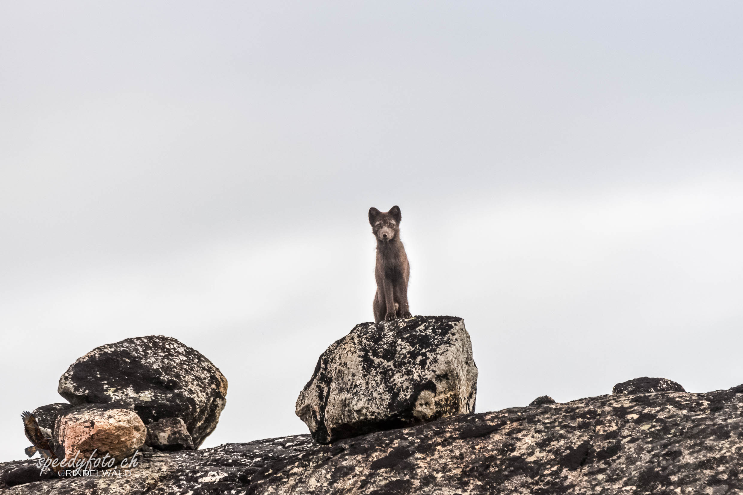 Polar Fox near Eqi Camp