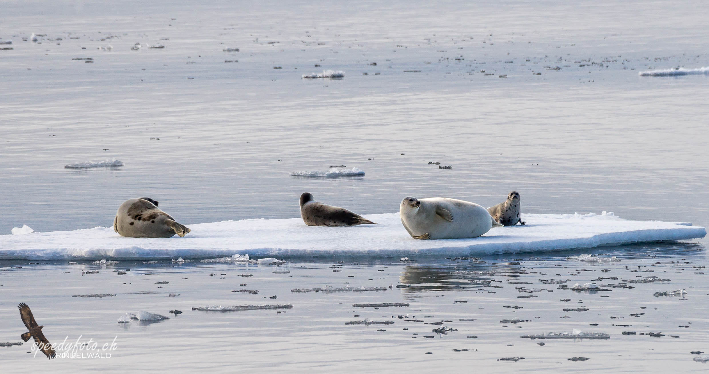 Sattelrobben, Harp Seals