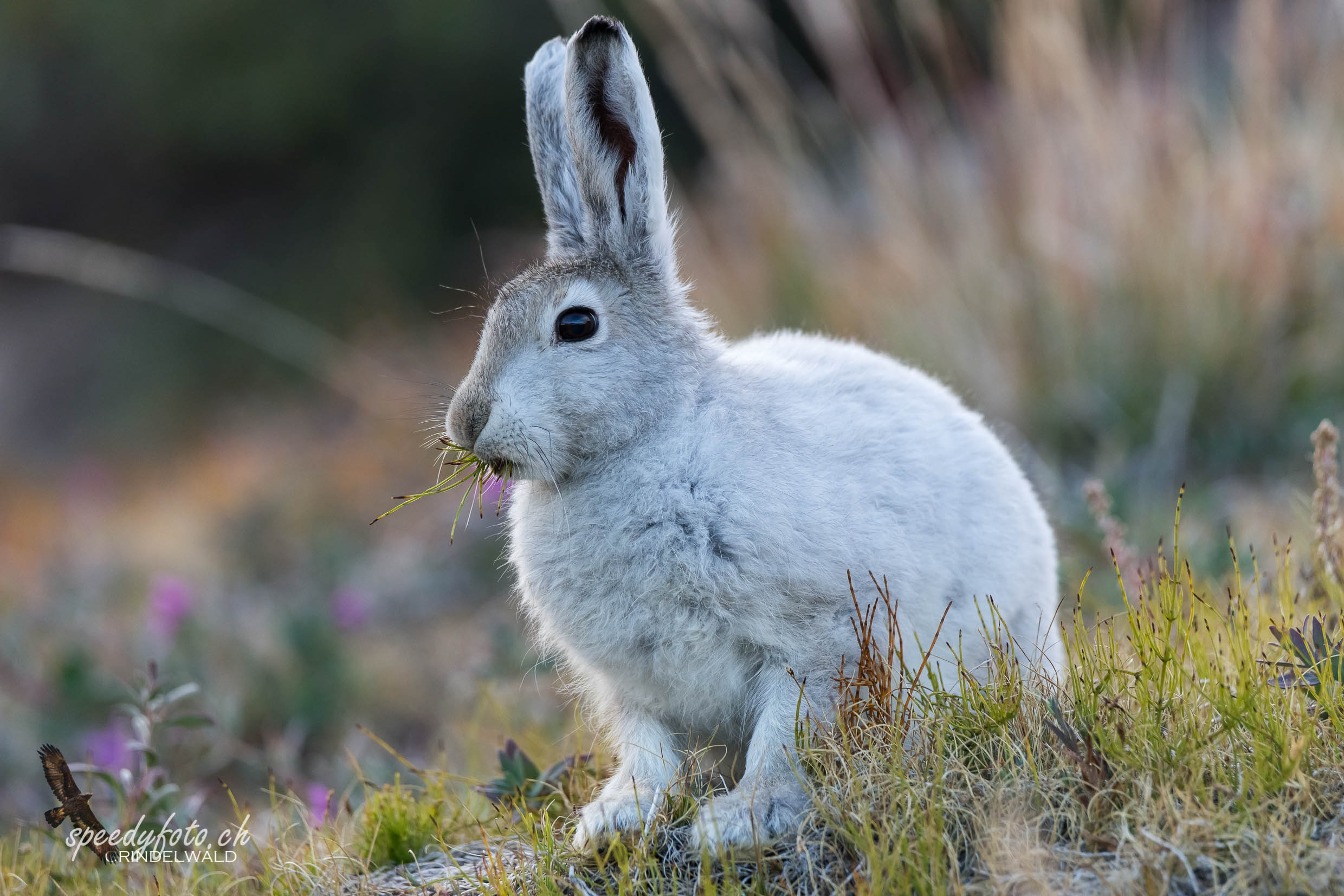 Surprise Polar Rabbit